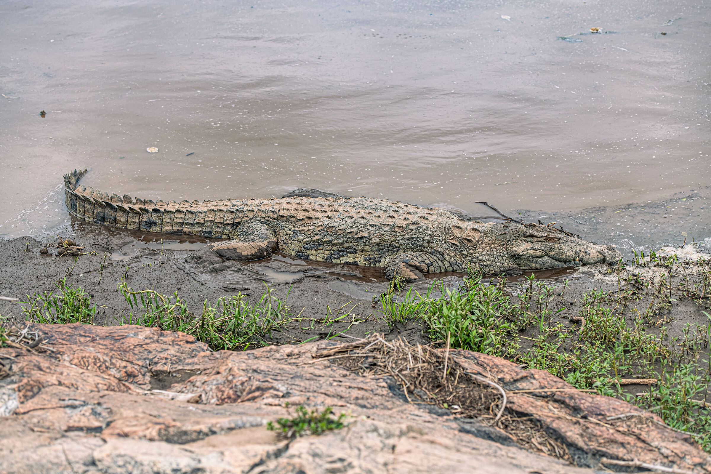 Dormant but dangerous