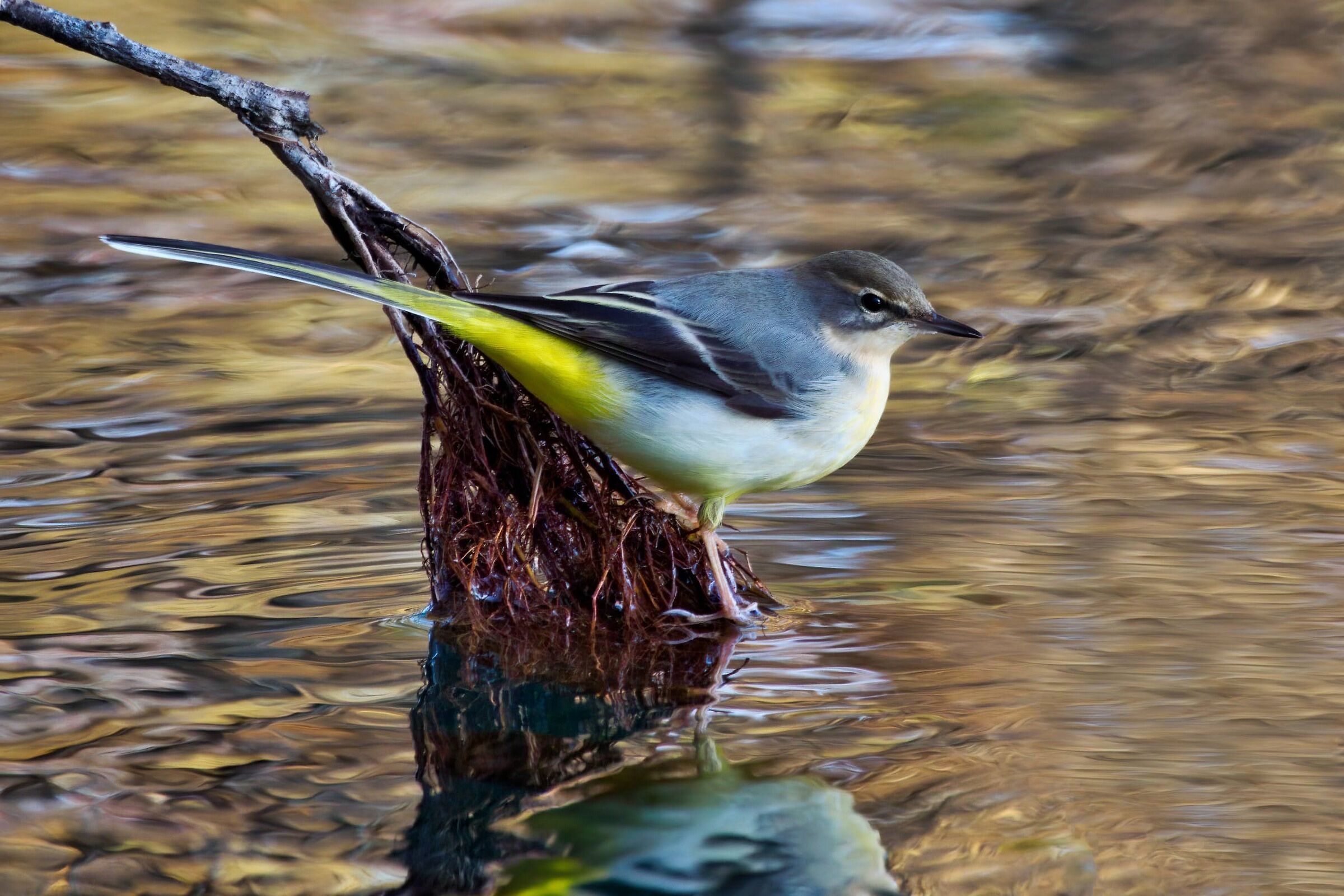 Grey wagtail