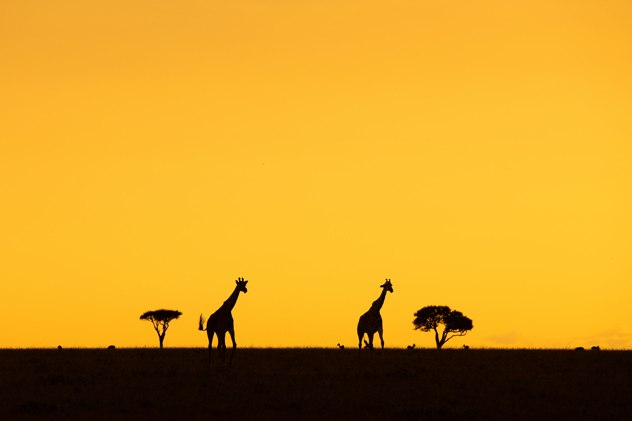 At dawn between the two acacias!