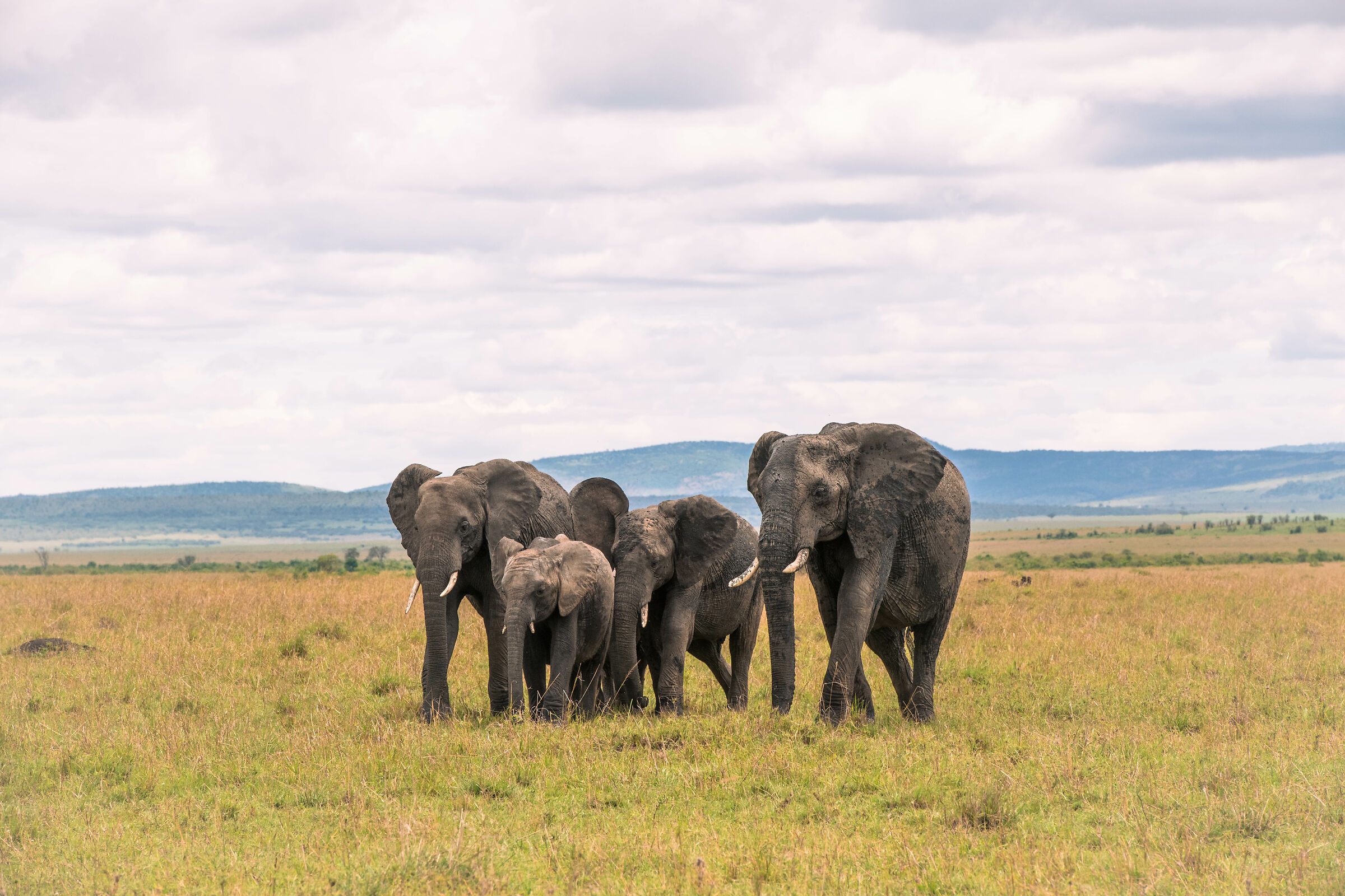 A beautiful little family