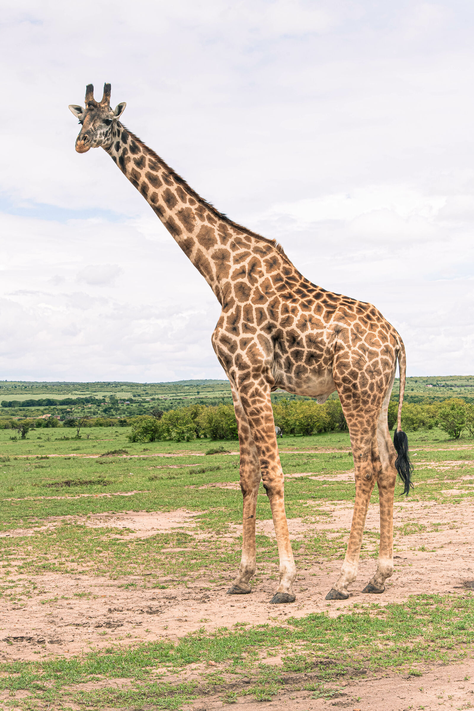 The elegance of the giraffe!