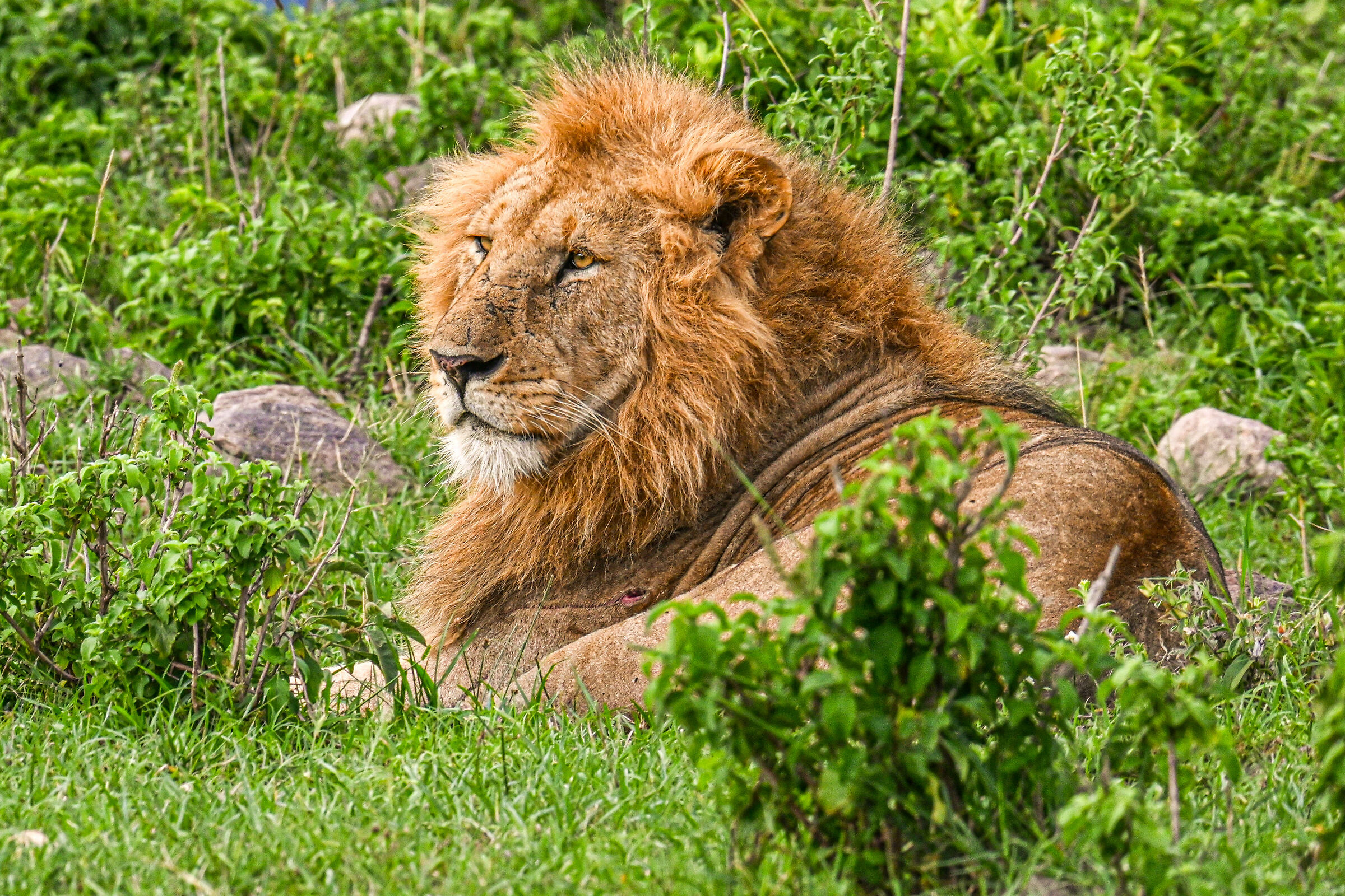 Close-up of the King!