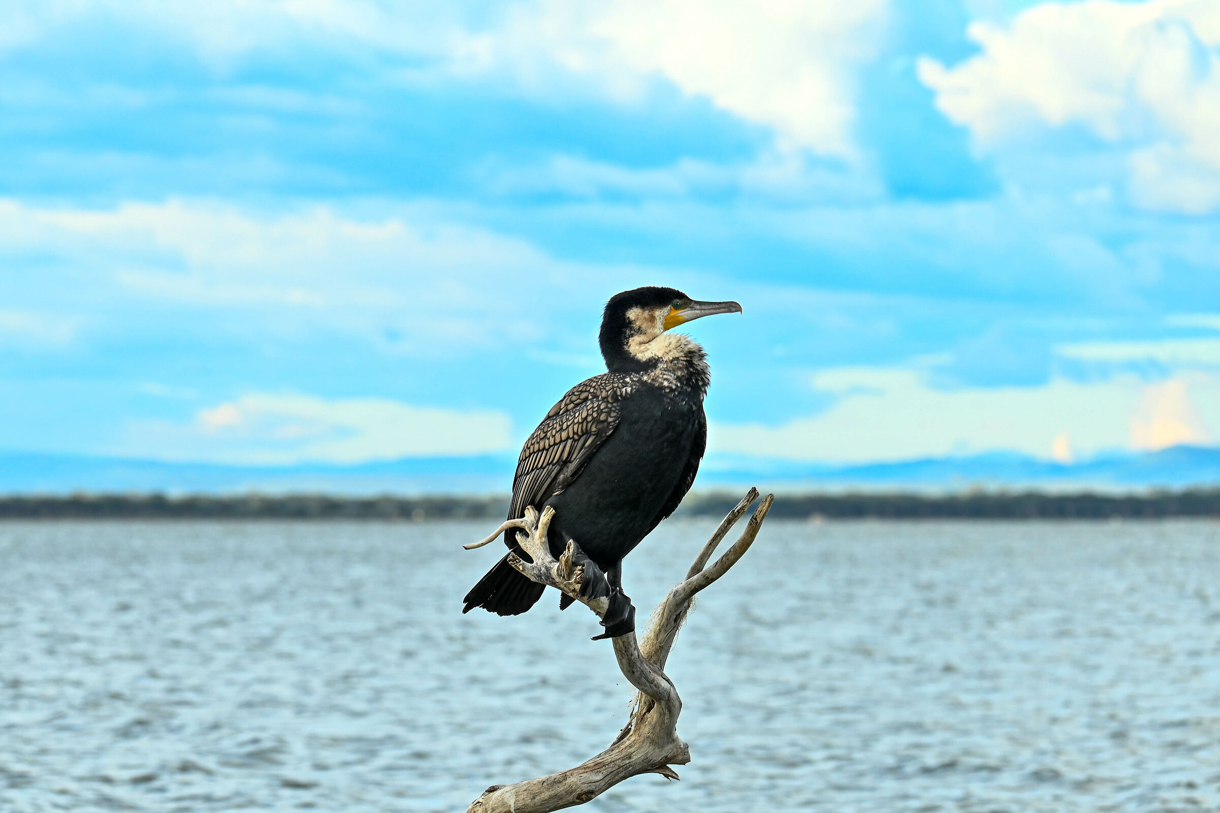 Il cormorano