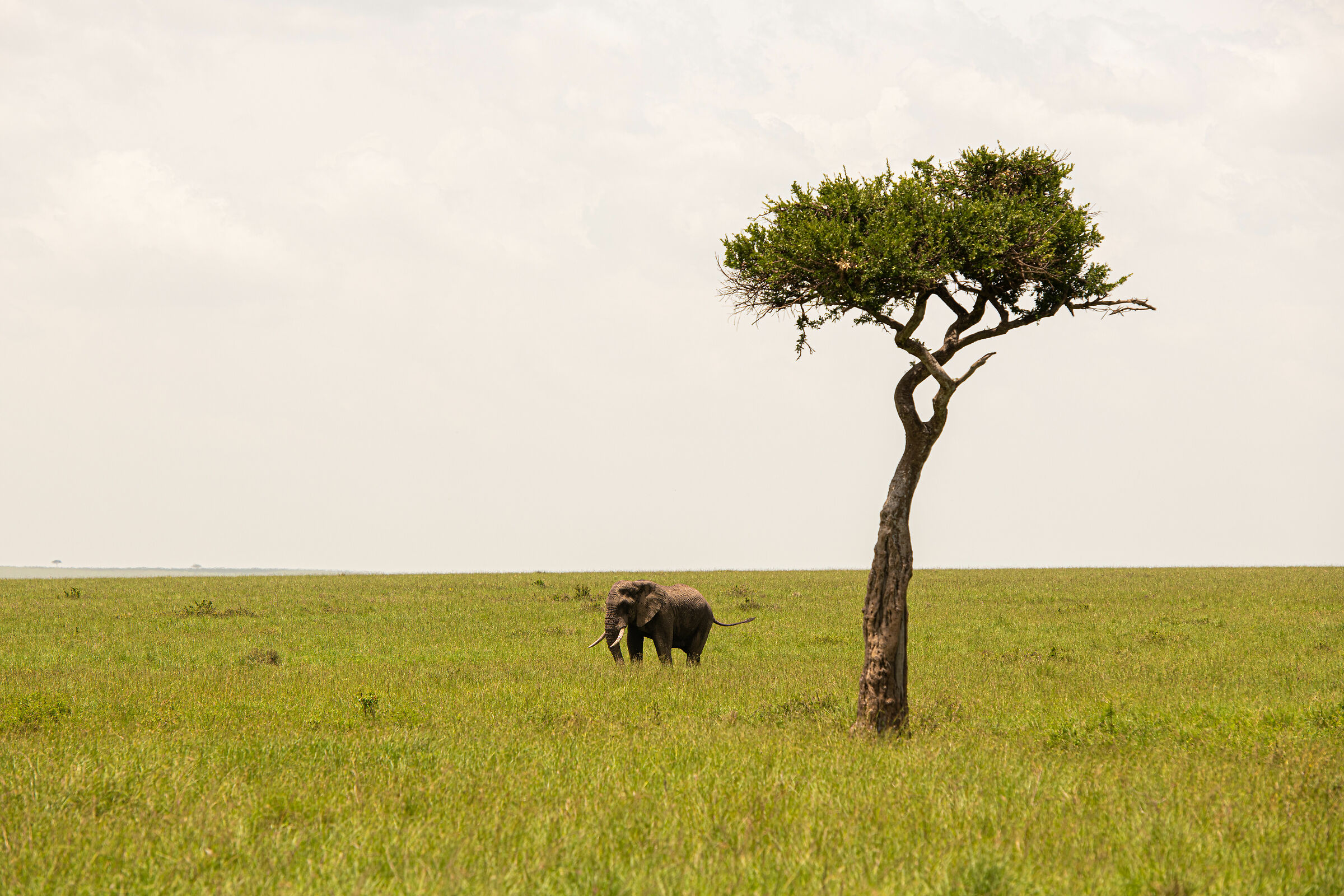 L'acacia e l'elefante