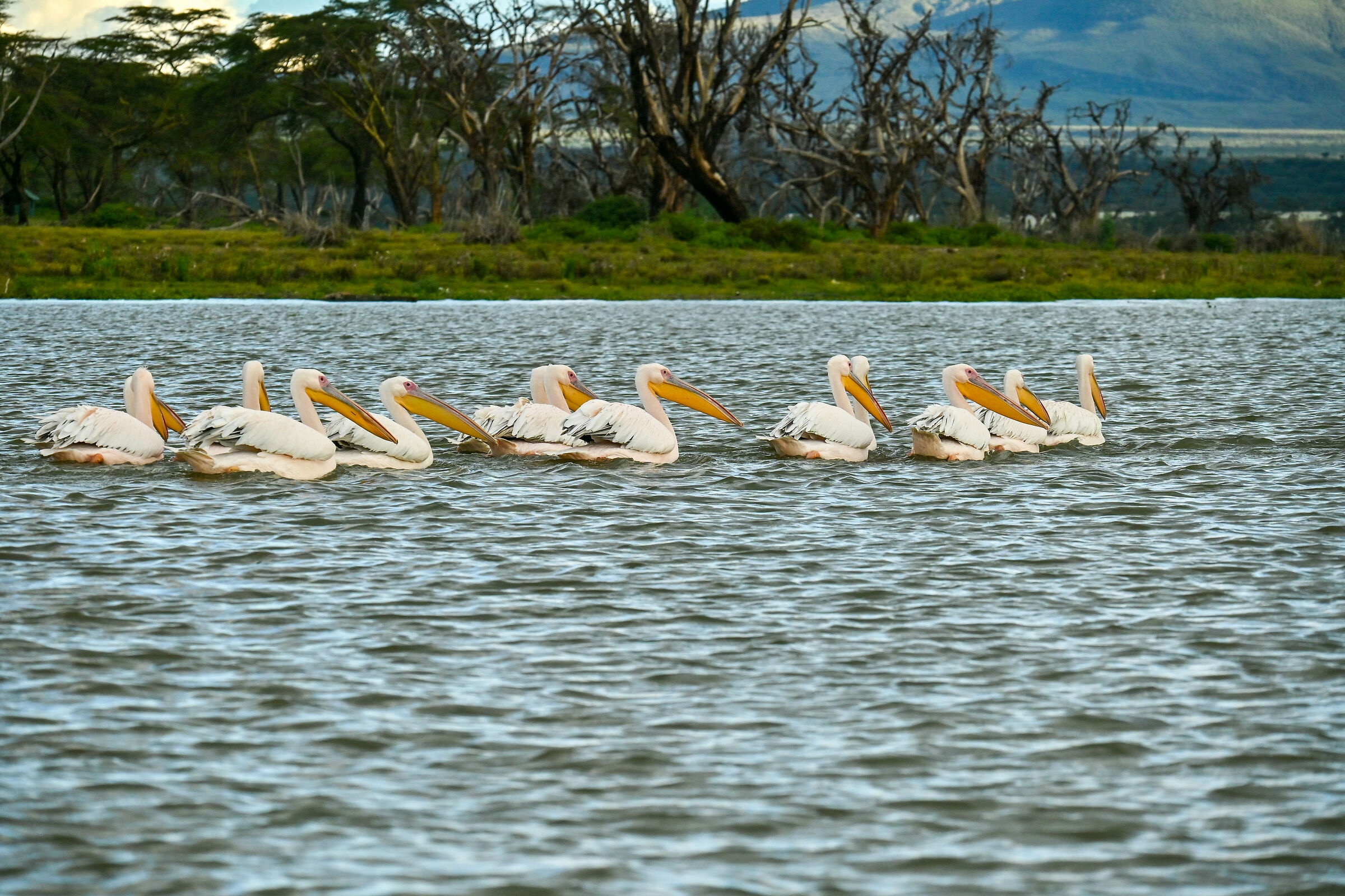Tutti in fila ordinatamente!