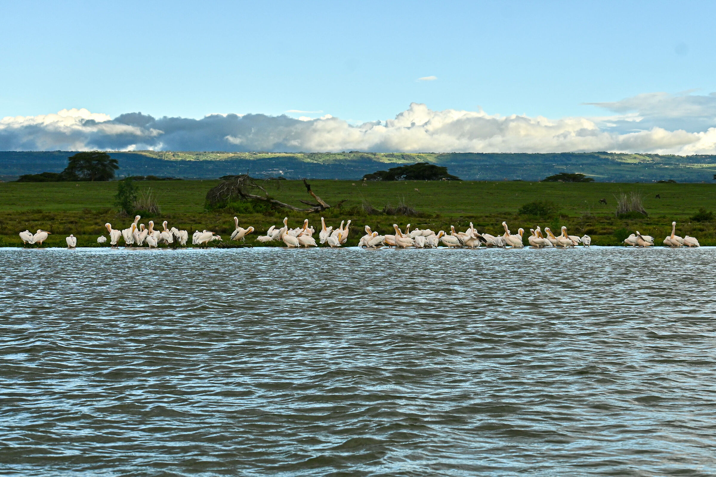 Colonia di Pellicani del lago Naivasha