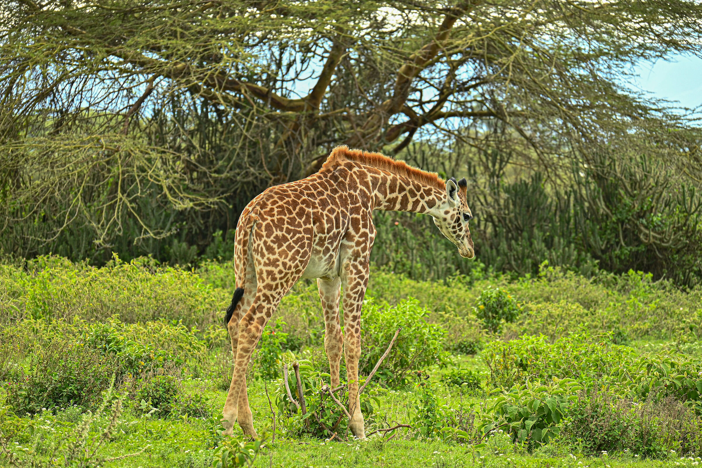 Giraffe