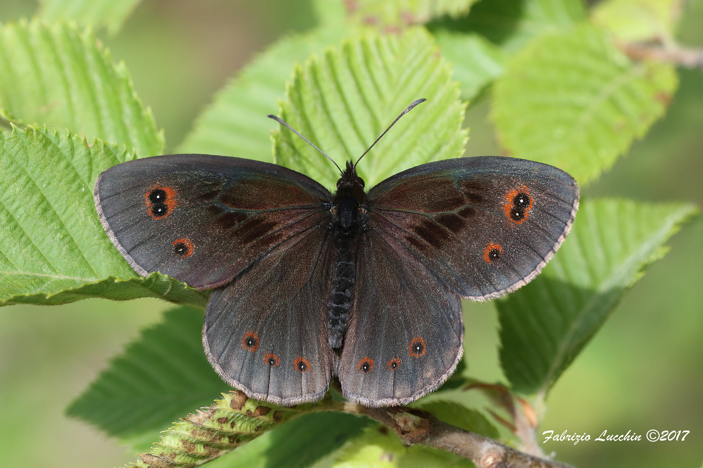 Erebia aethiops (Esemplare maschio)