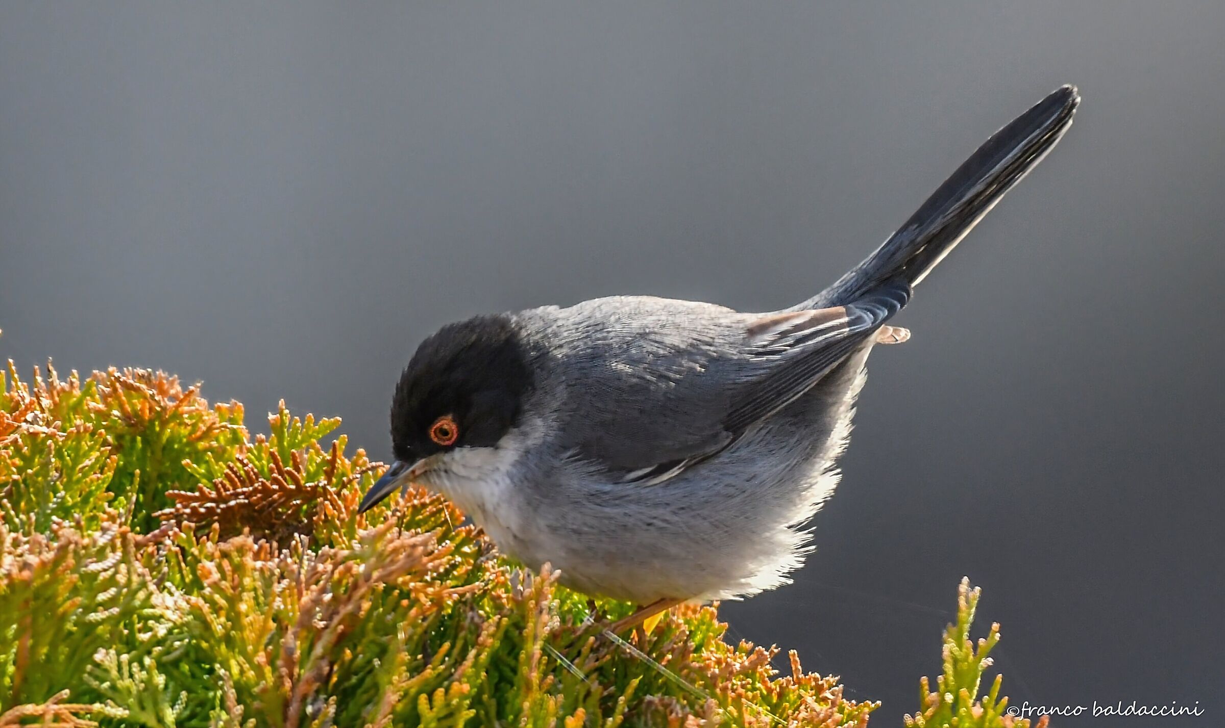 Sardinian warbler.