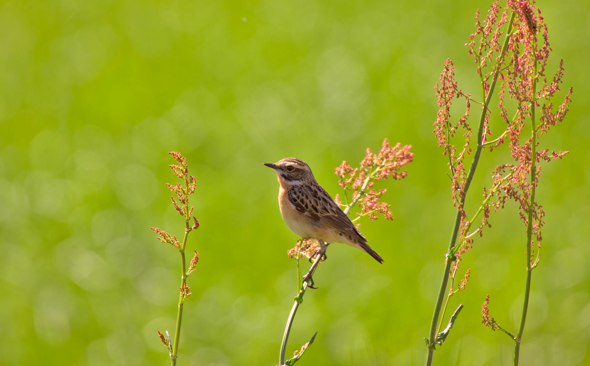 Whinchat
