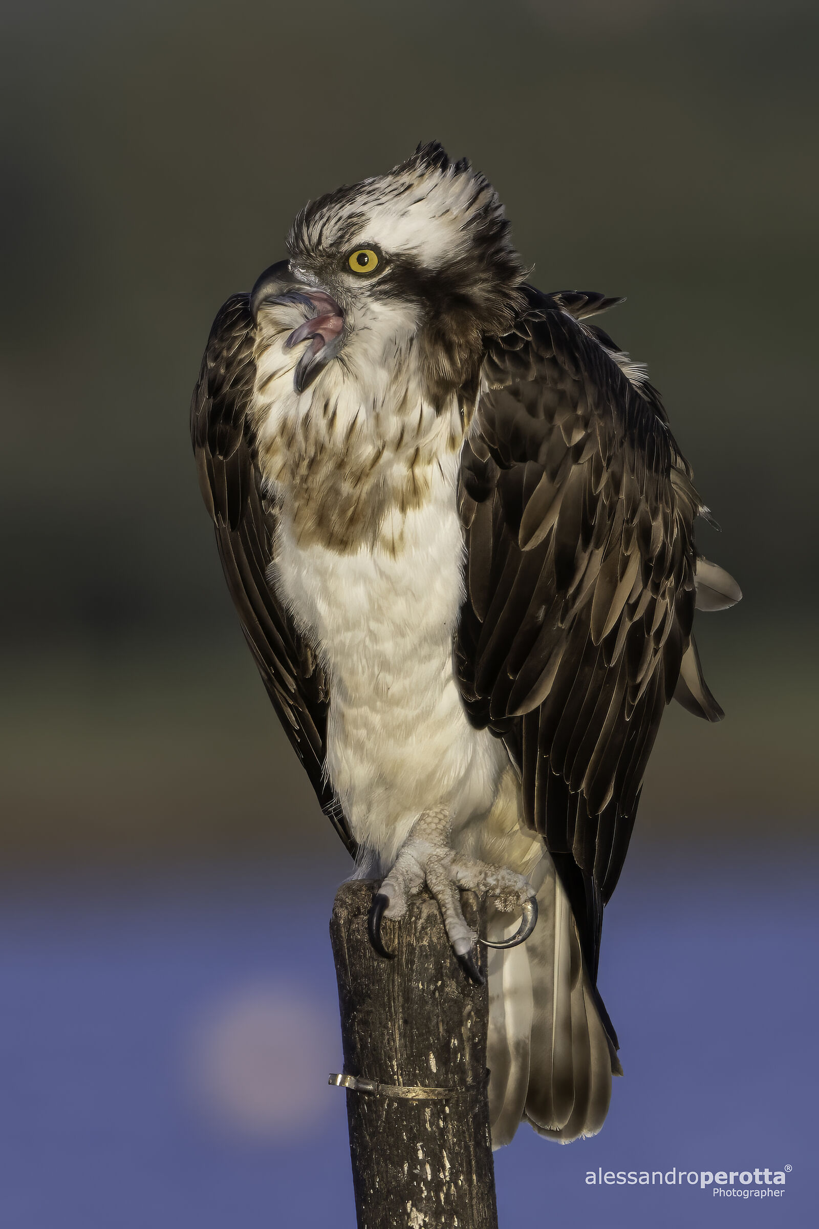 Pandion haliaetus