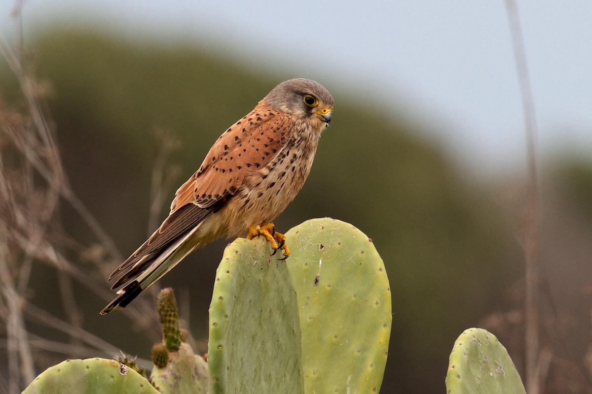 Kestrel