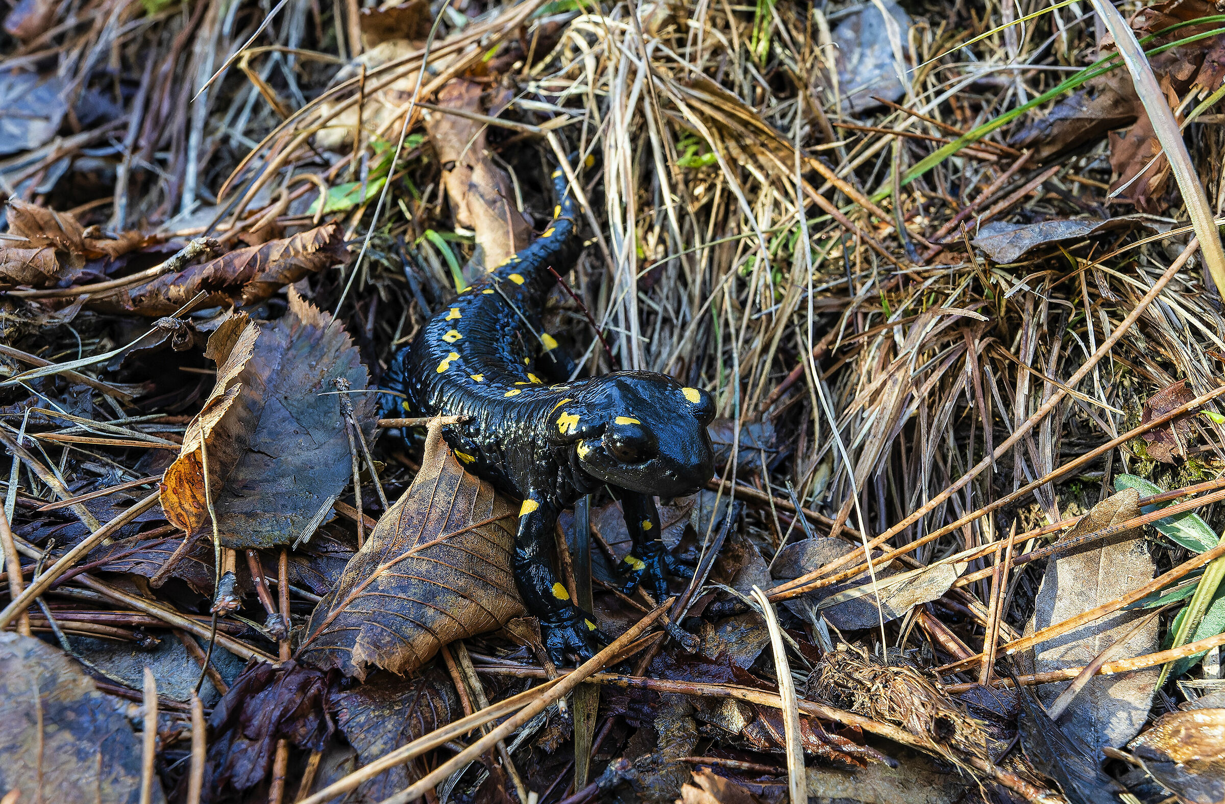 Christmas Salamander