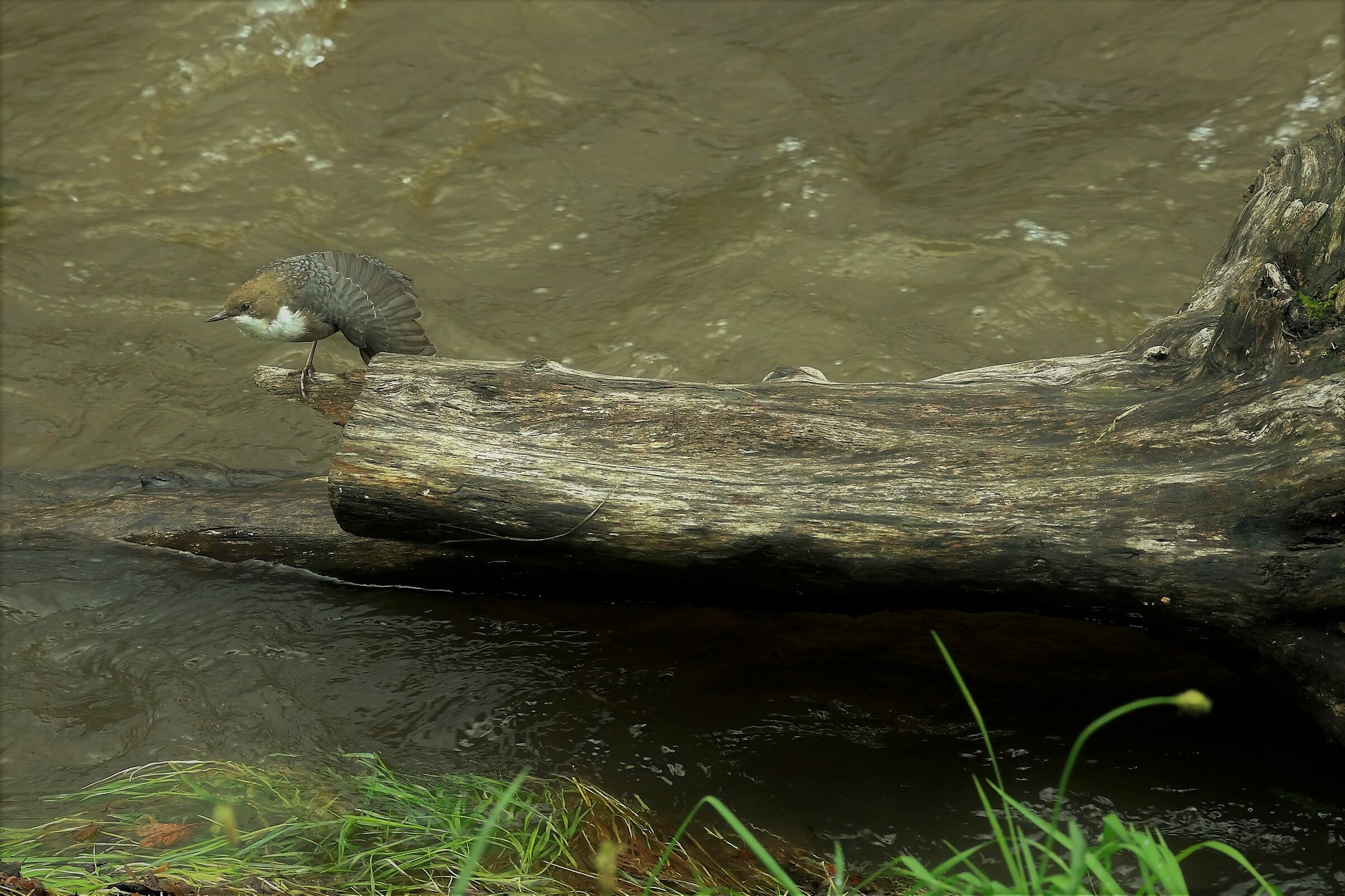 White-throated dipper
