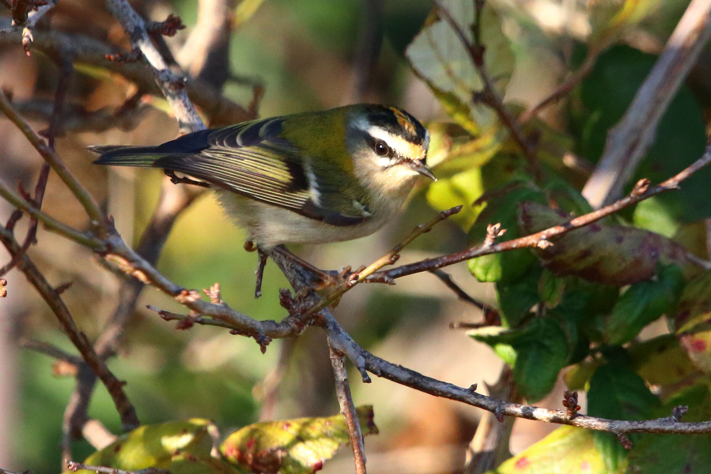 Firecrest