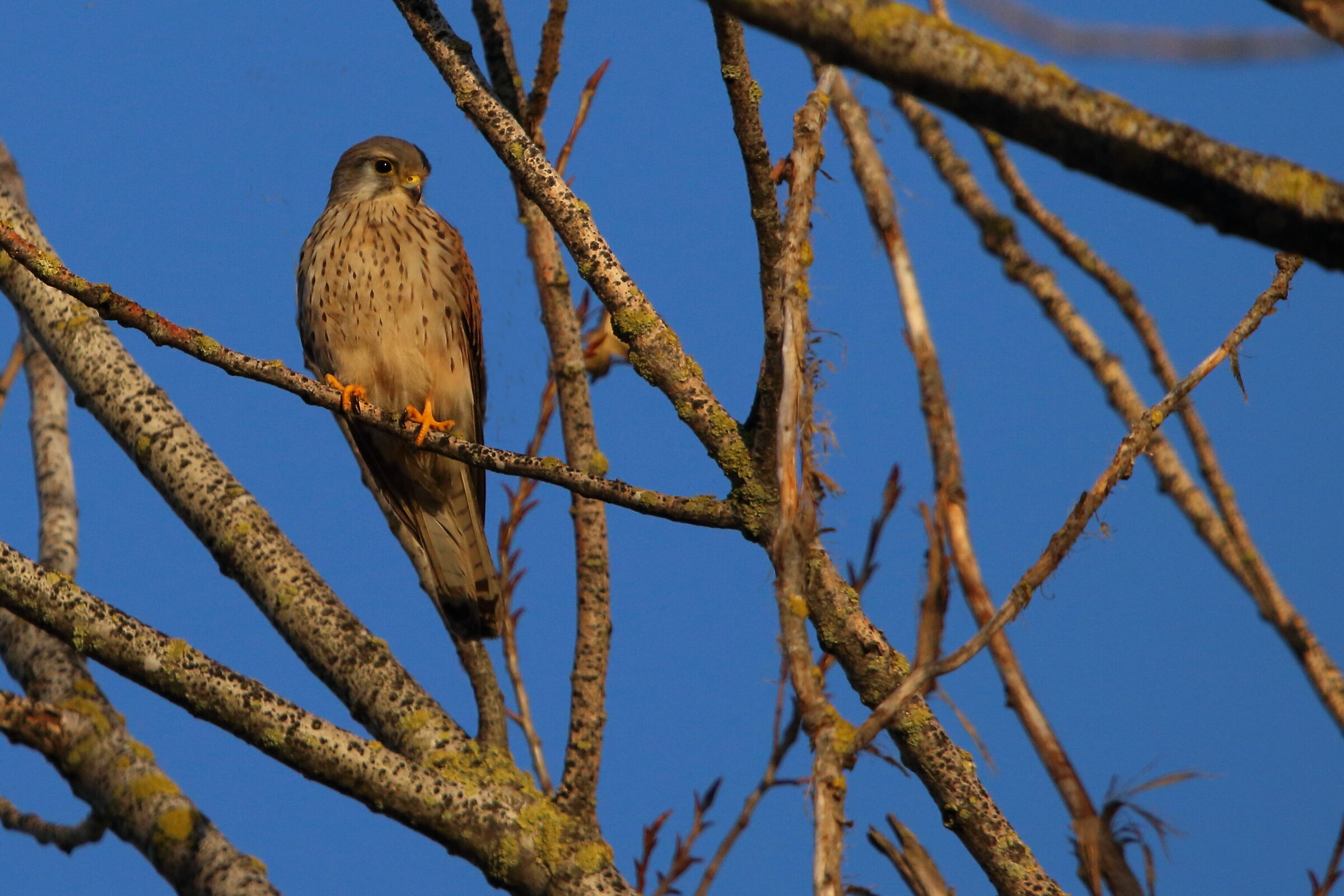 Kestrel