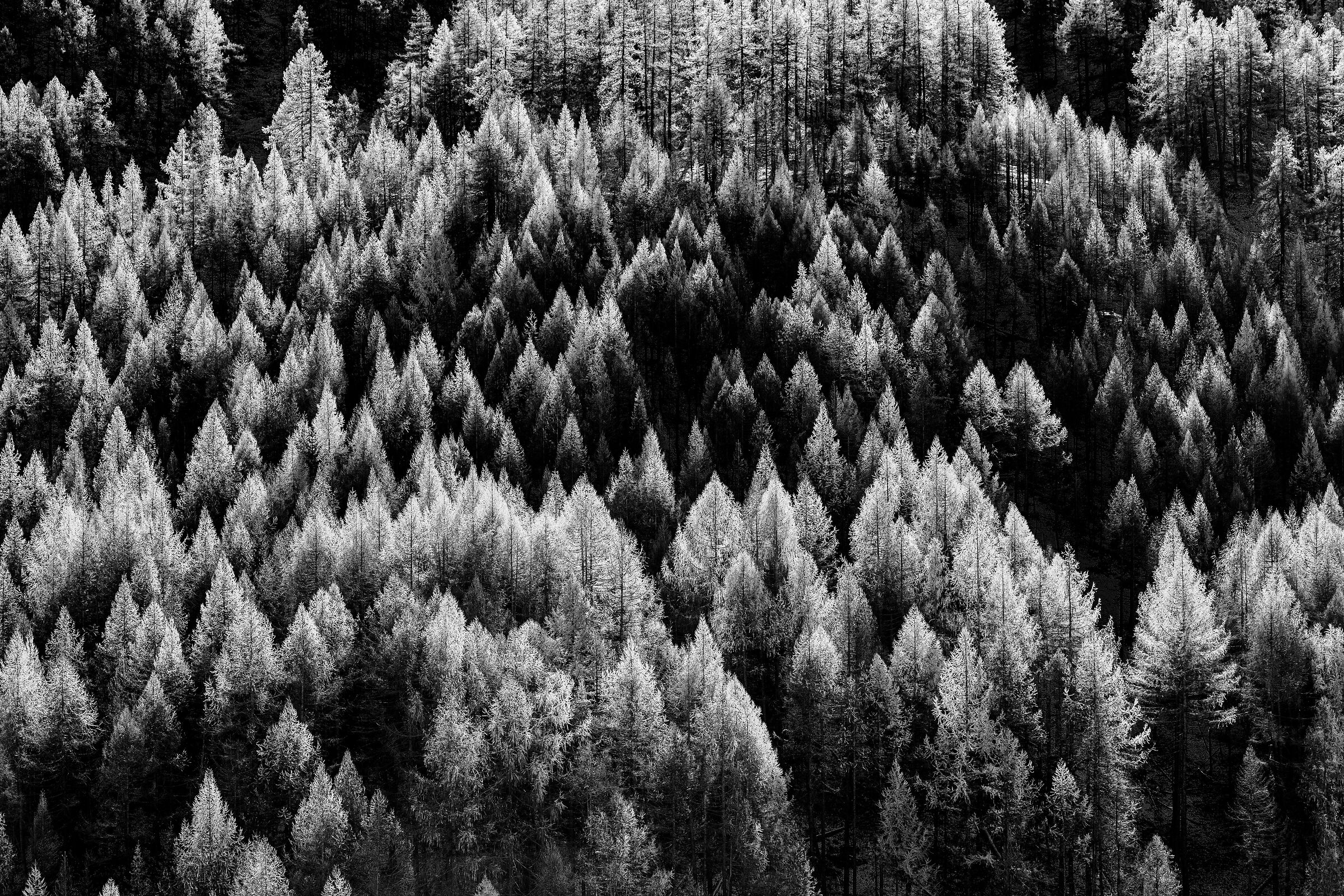 Flying over larch trees in autumn