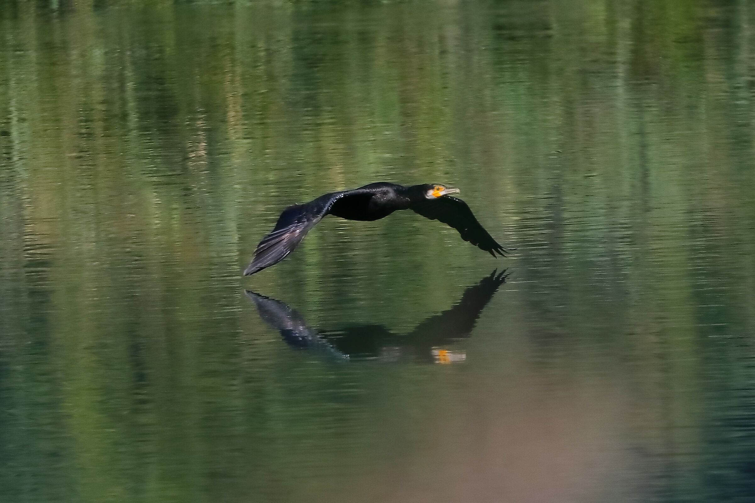 Cormorant 25-09-2023