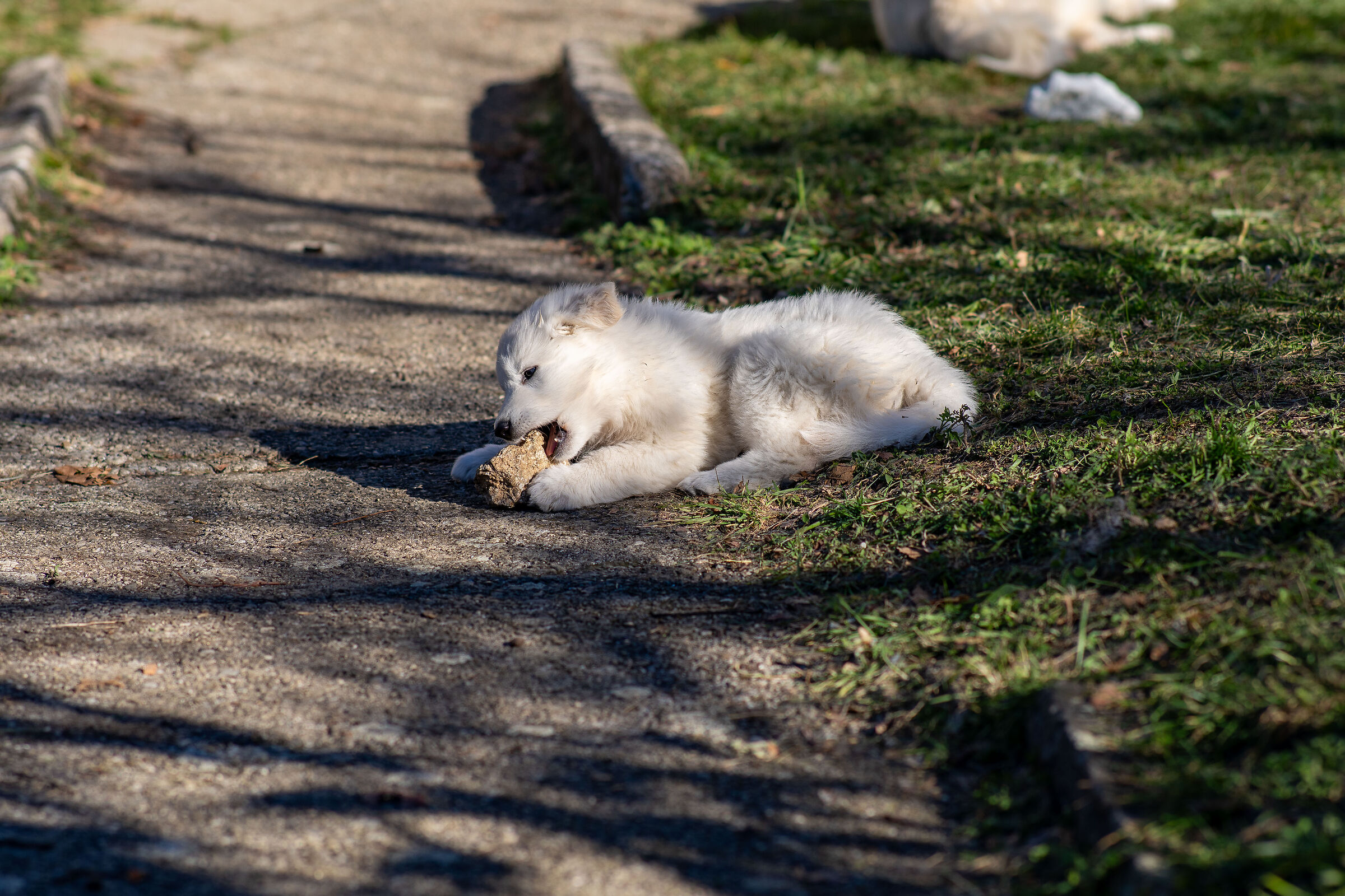 Pastore svizzero bianco della Vittoria Alata