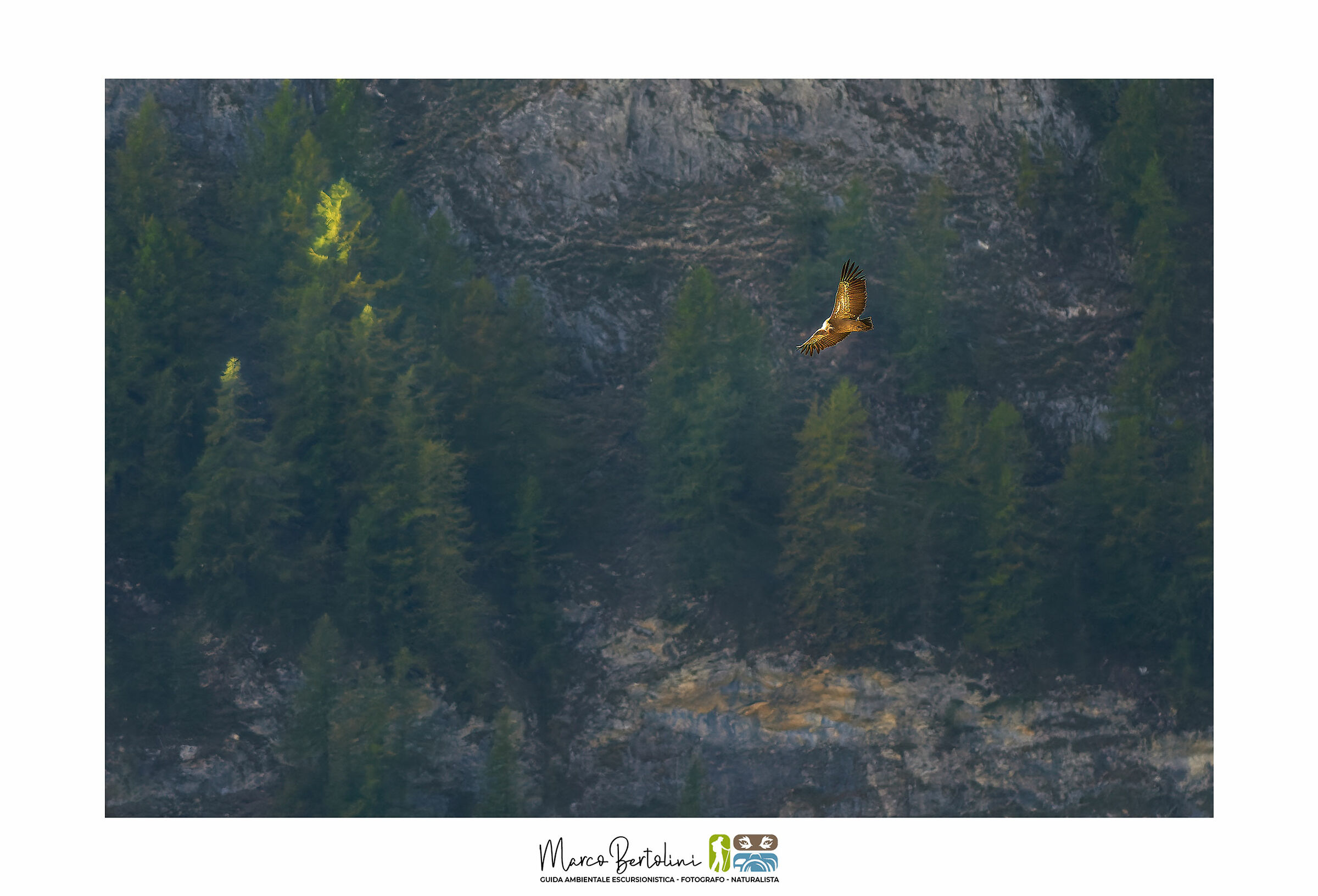 The thermal of the Griffin