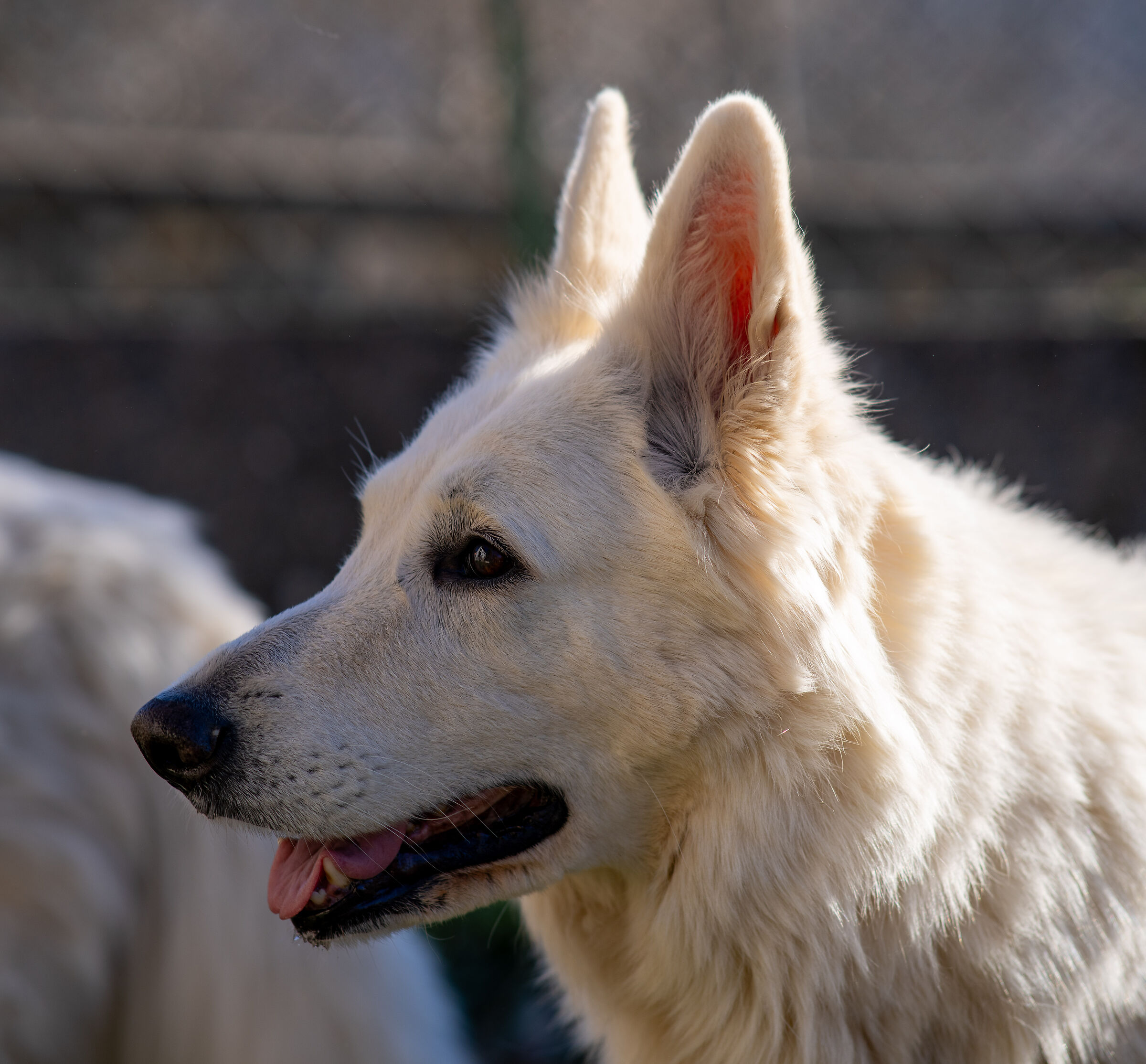 Pastore svizzero bianco della Vittoria Alata