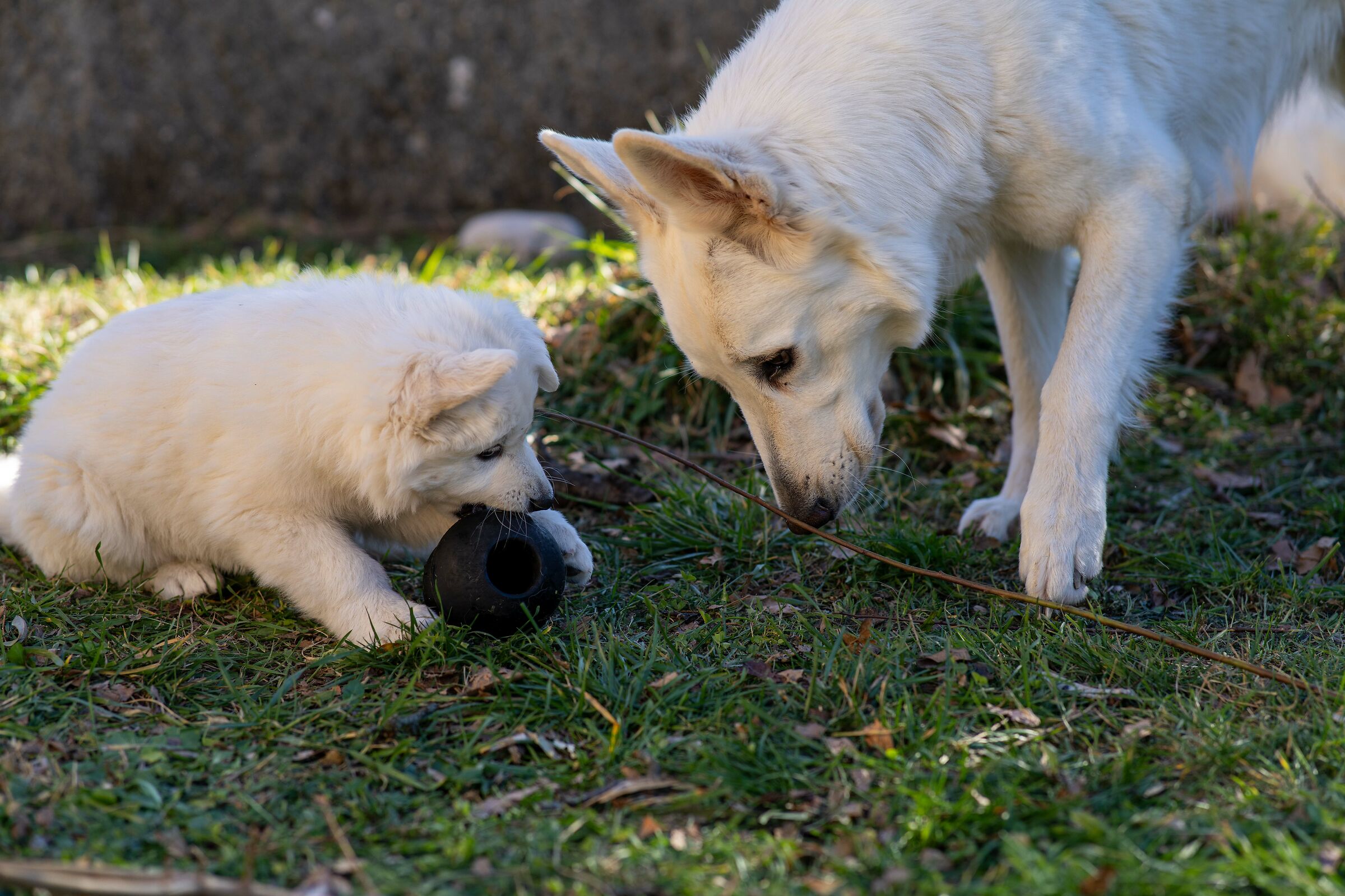 Pastore svizzero bianco della Vittoria Alata