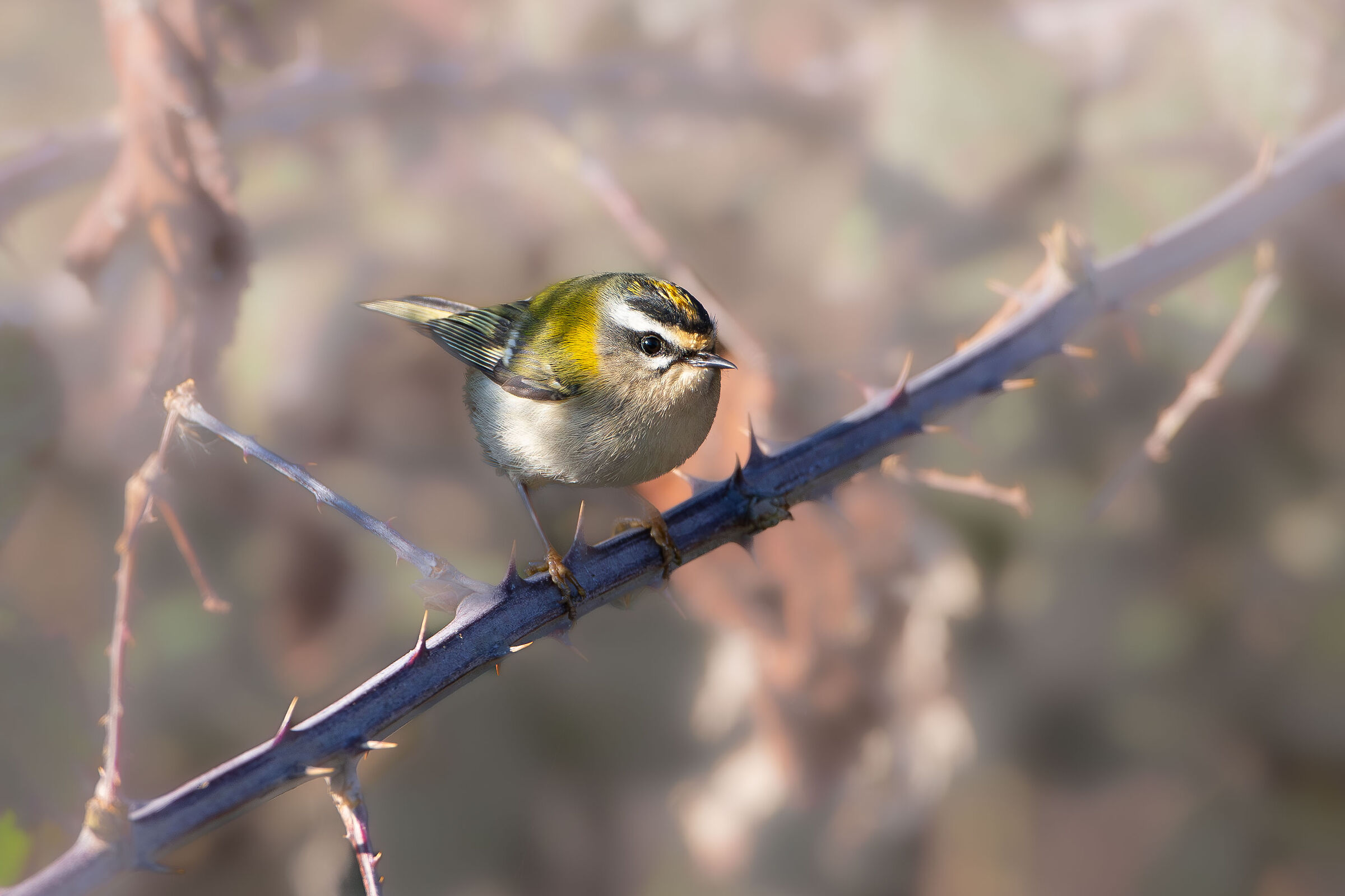 firecrest.