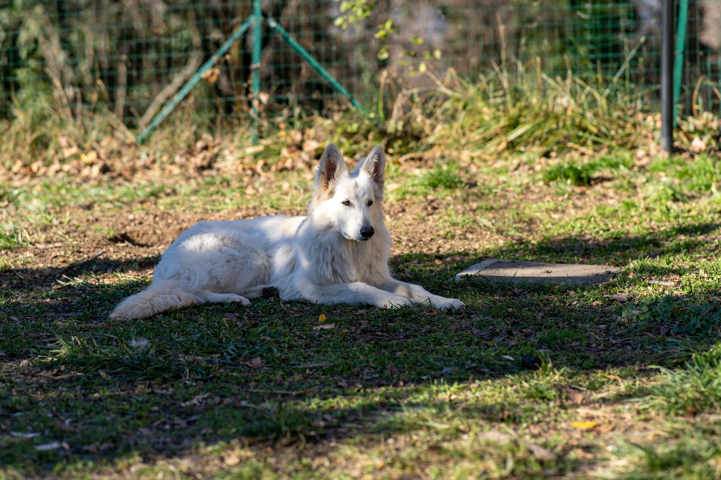 Pastore svizzero bianco della Vittoria Alata