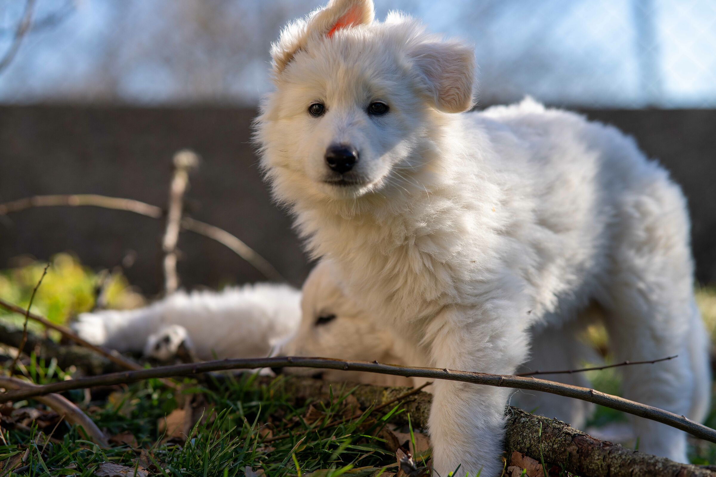 Pastore svizzero bianco della Vittoria Alata