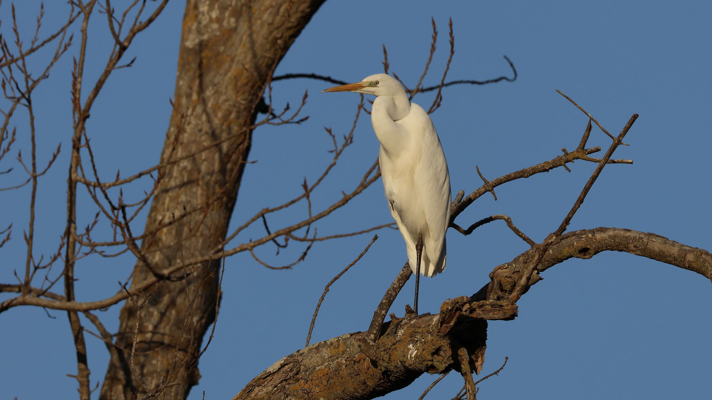 White at rest