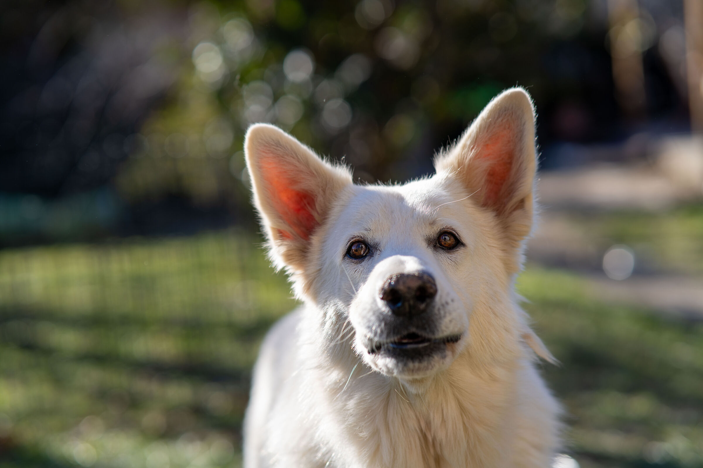 Pastore svizzero bianco della Vittoria Alata