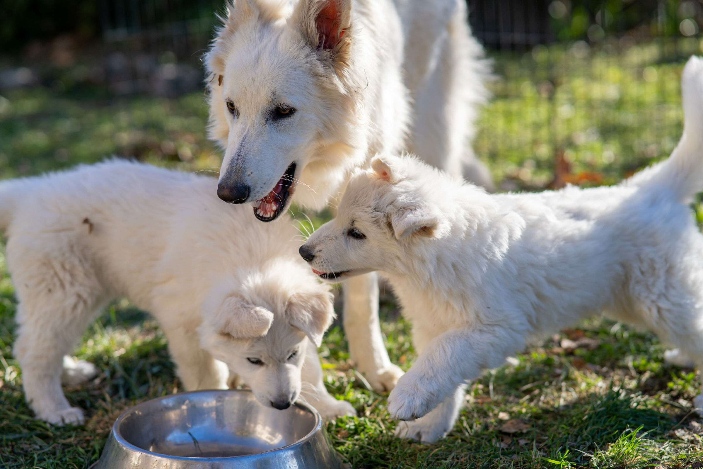Pastore svizzero bianco della Vittoria Alata