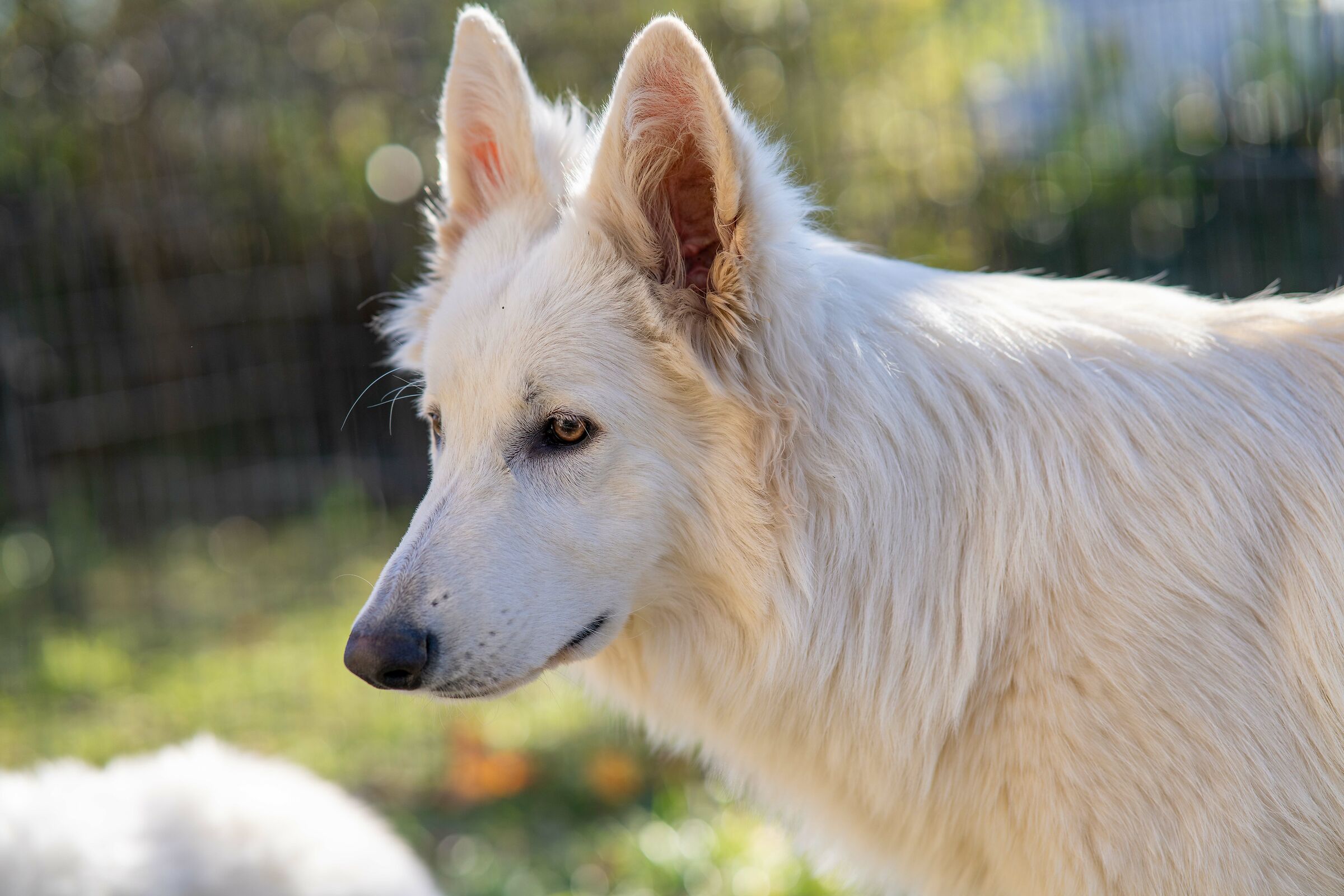 Pastore svizzero bianco della Vittoria Alata