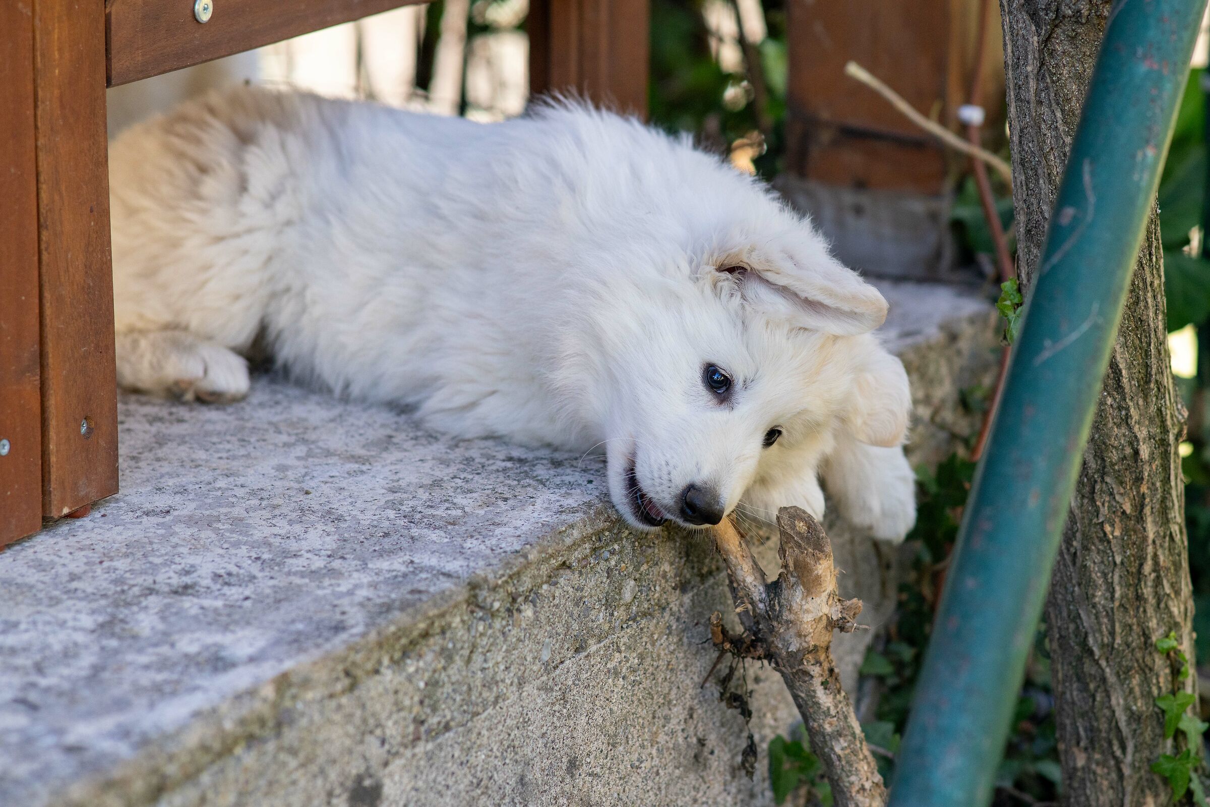 Pastore svizzero bianco della Vittoria Alata
