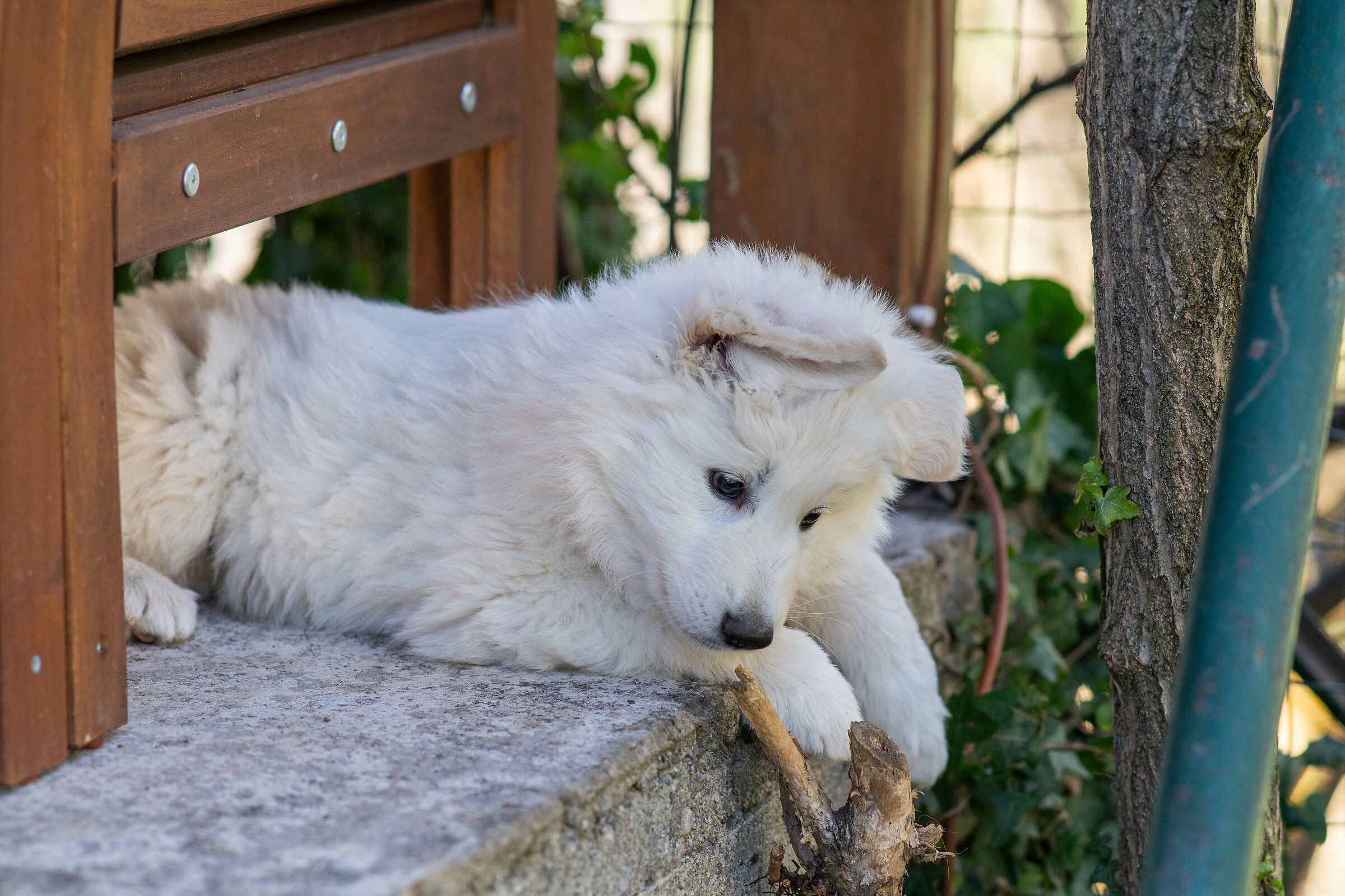 Pastore svizzero bianco della Vittoria Alata