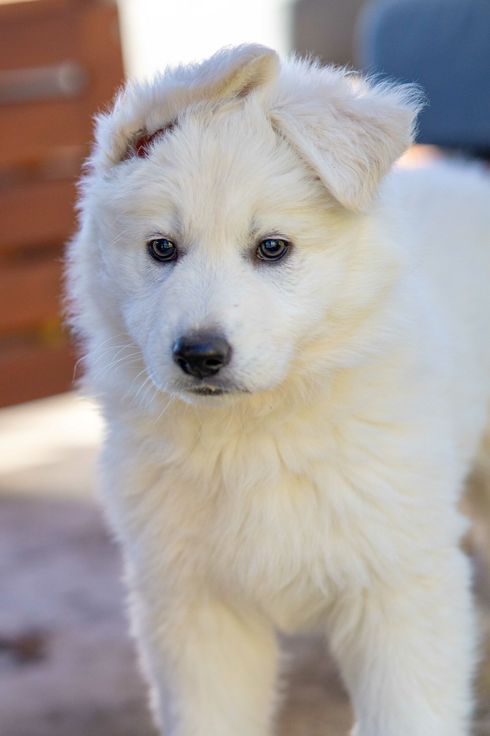 Pastore svizzero bianco della Vittoria Alata