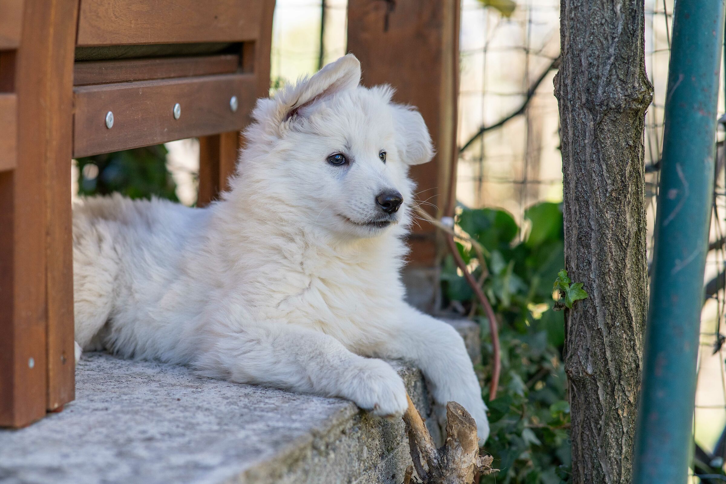 Pastore svizzero bianco della Vittoria Alata