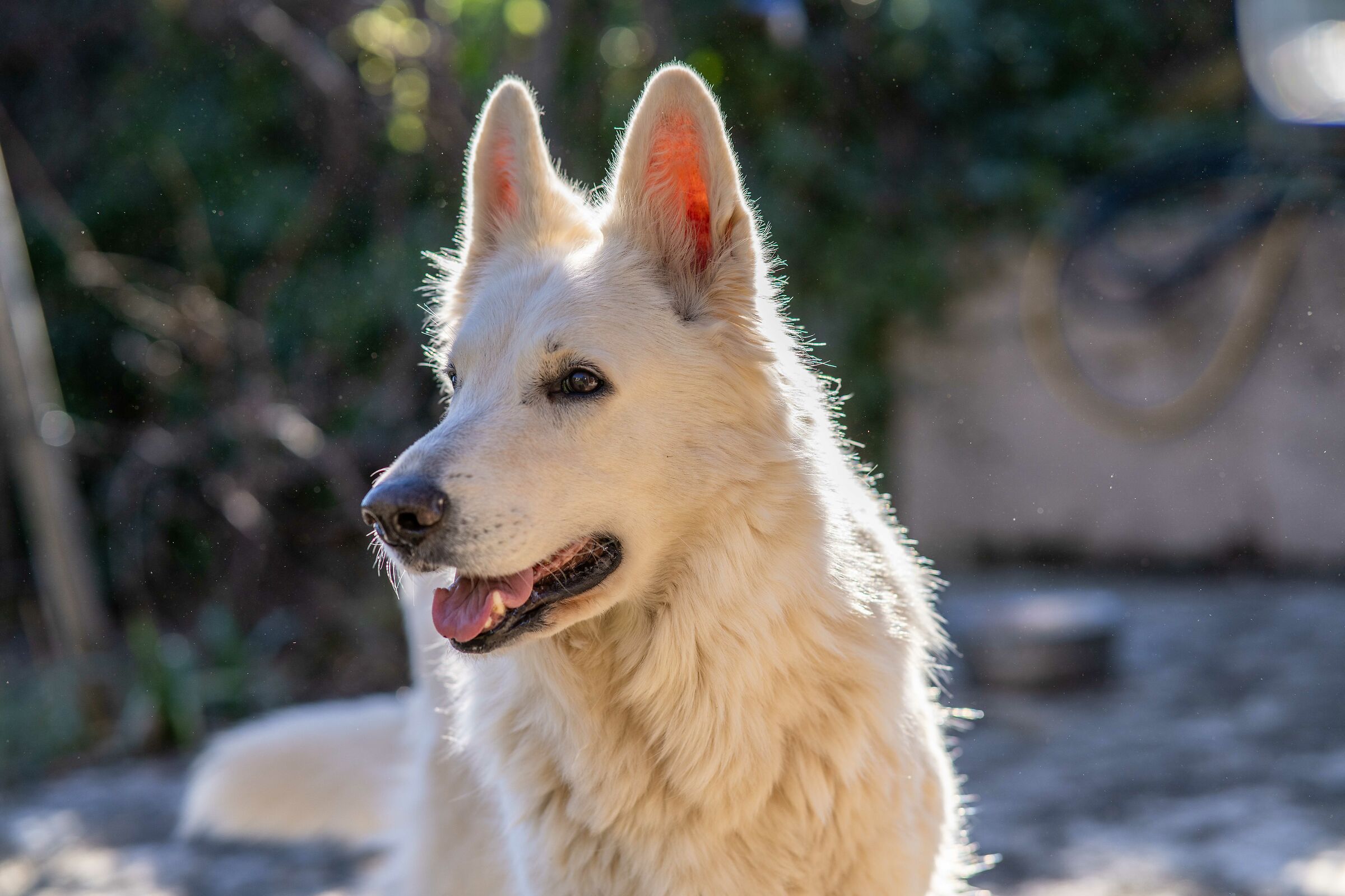 Pastore svizzero bianco della Vittoria Alata