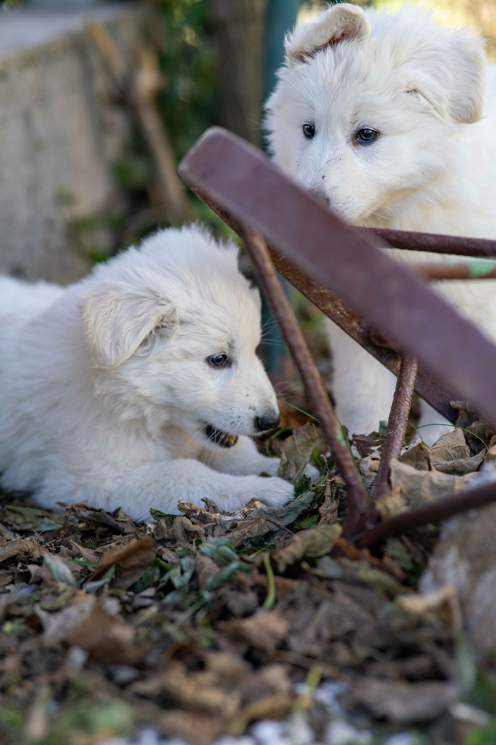 Pastore svizzero bianco della Vittoria Alata