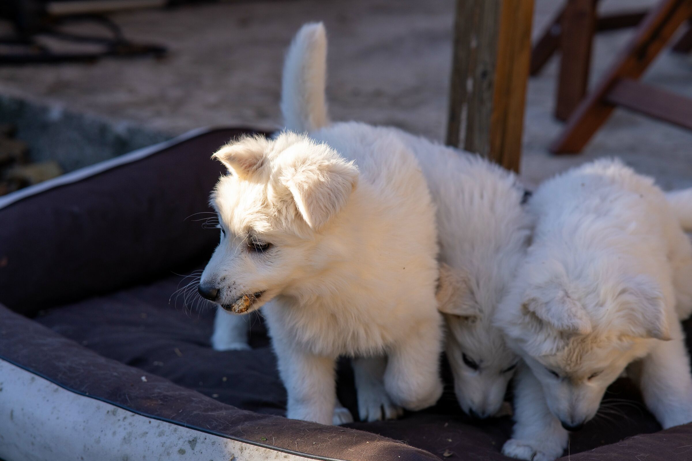 Pastore svizzero bianco della Vittoria Alata