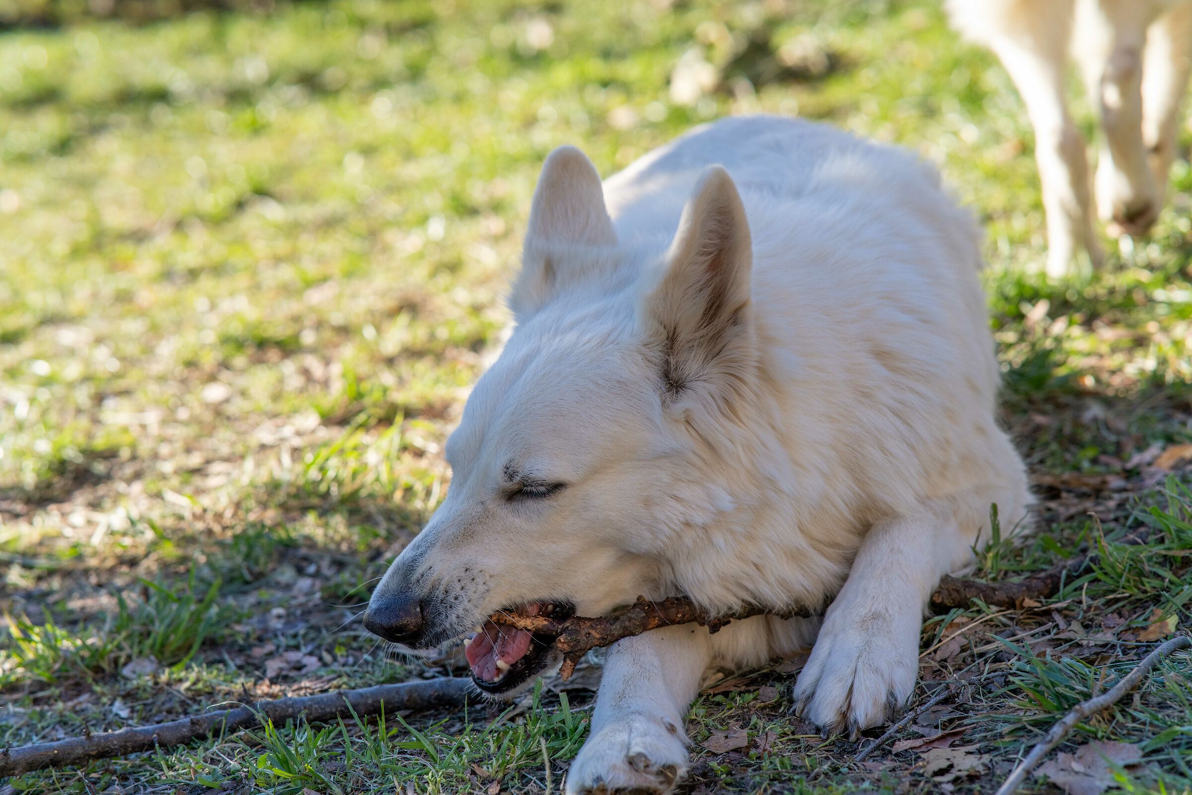 Pastore svizzero bianco della Vittoria Alata
