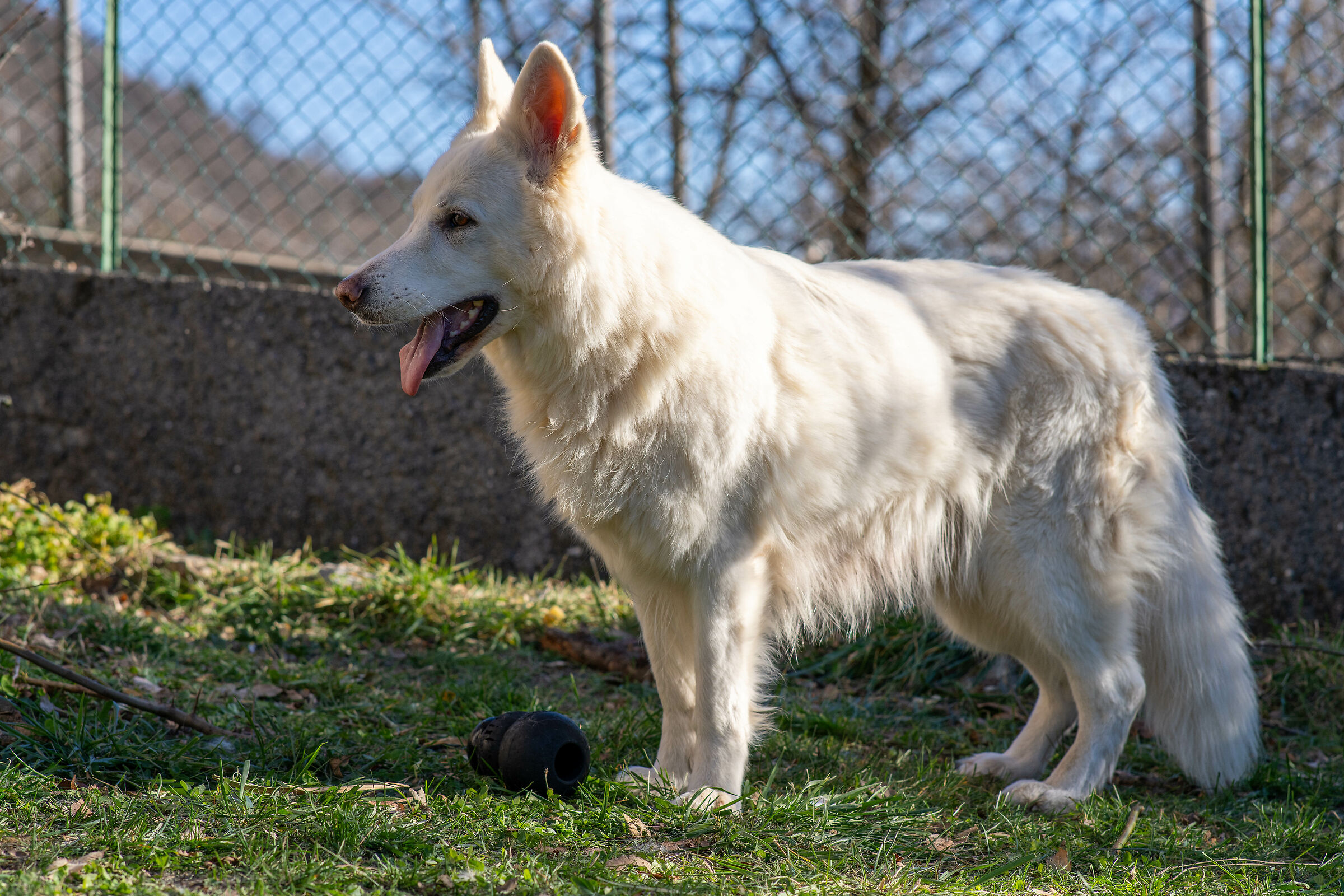 Pastore svizzero bianco della Vittoria Alata