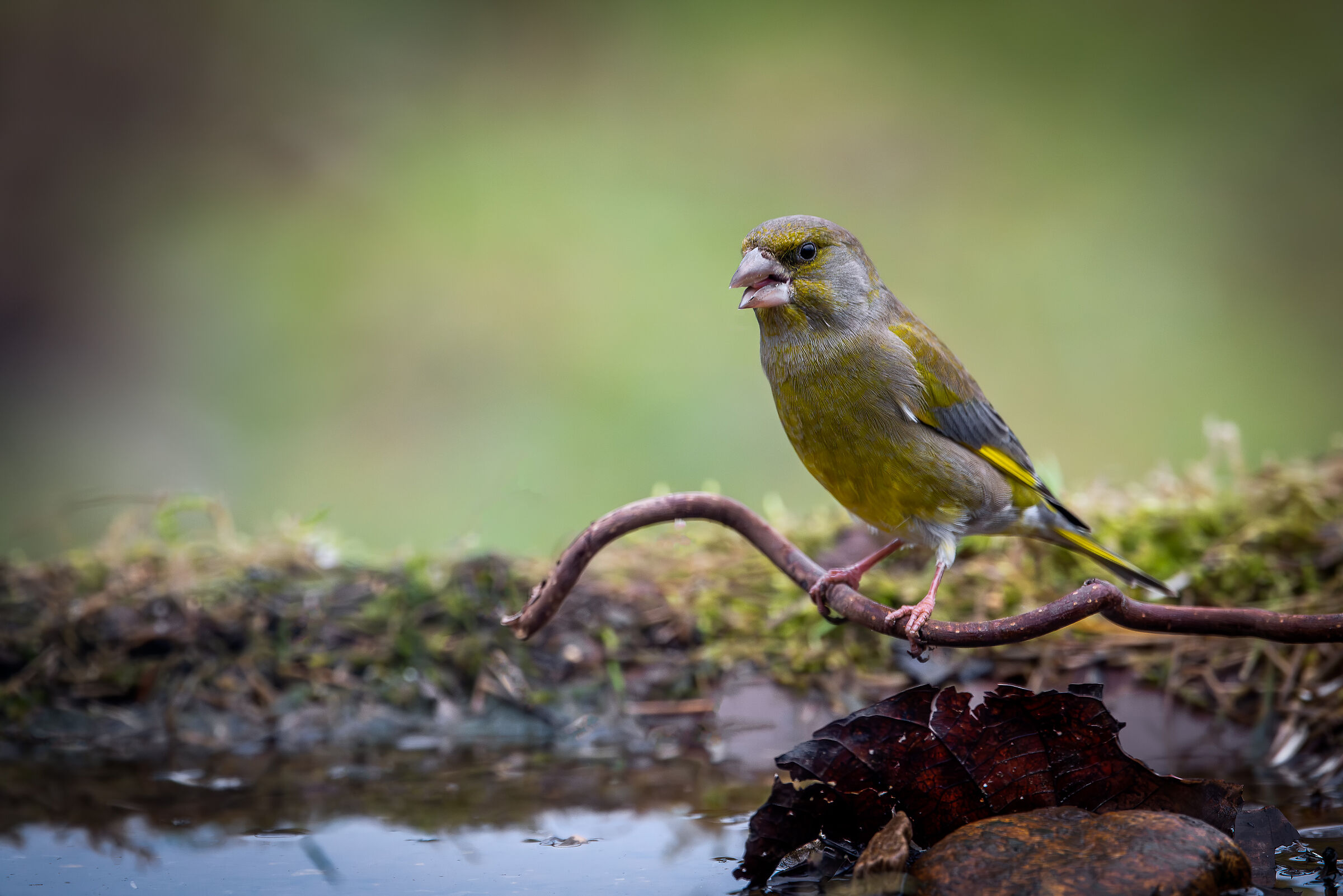 Verdona #capannocora