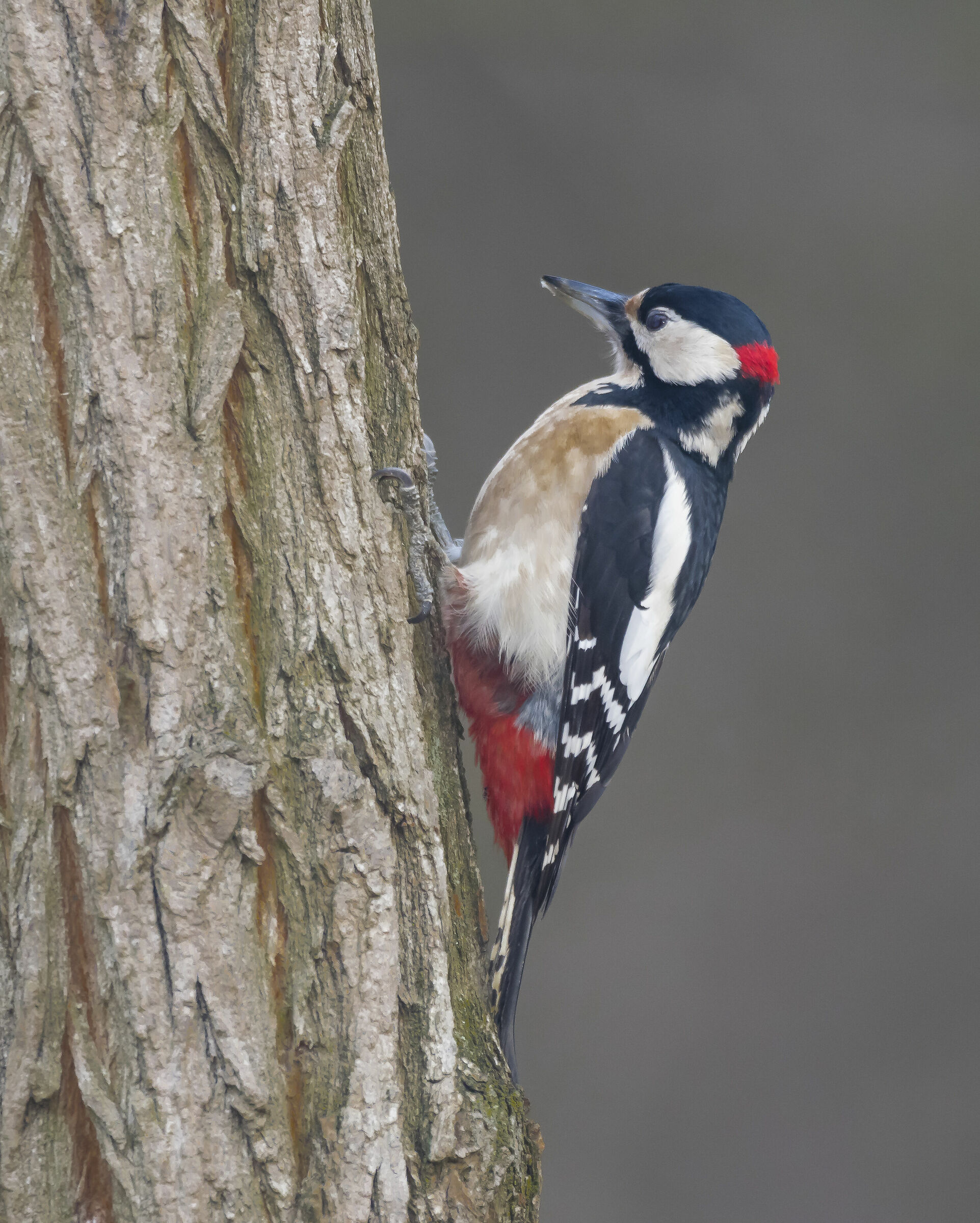 Il Dottore degli Alberi
