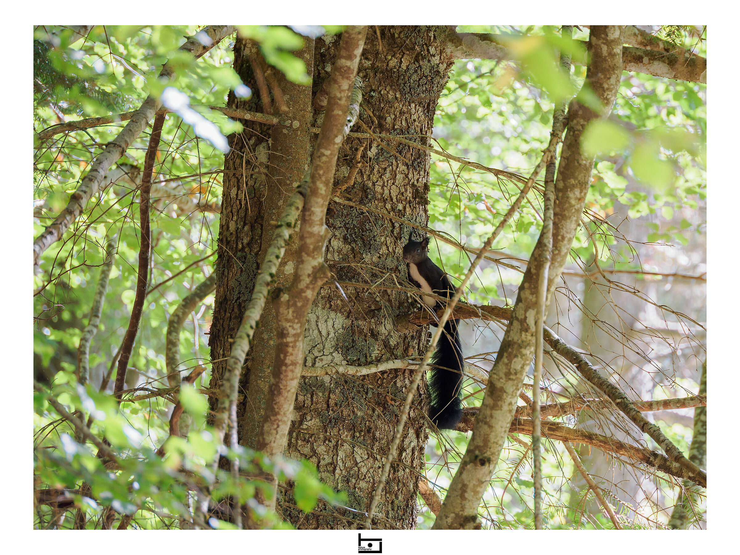 Calabrian black squirrel