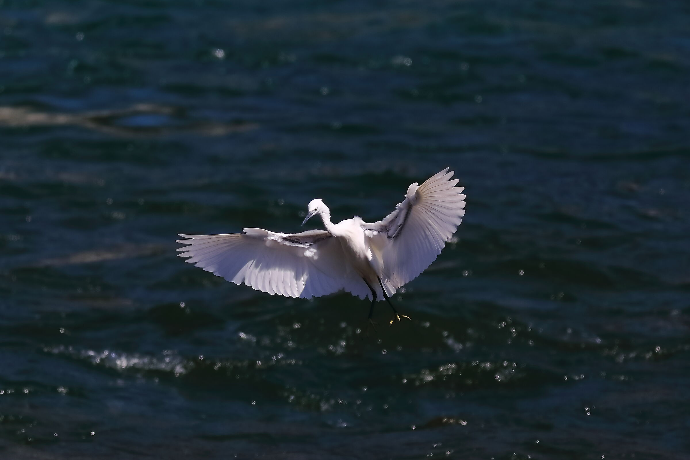 Little Egret 18-08-2023