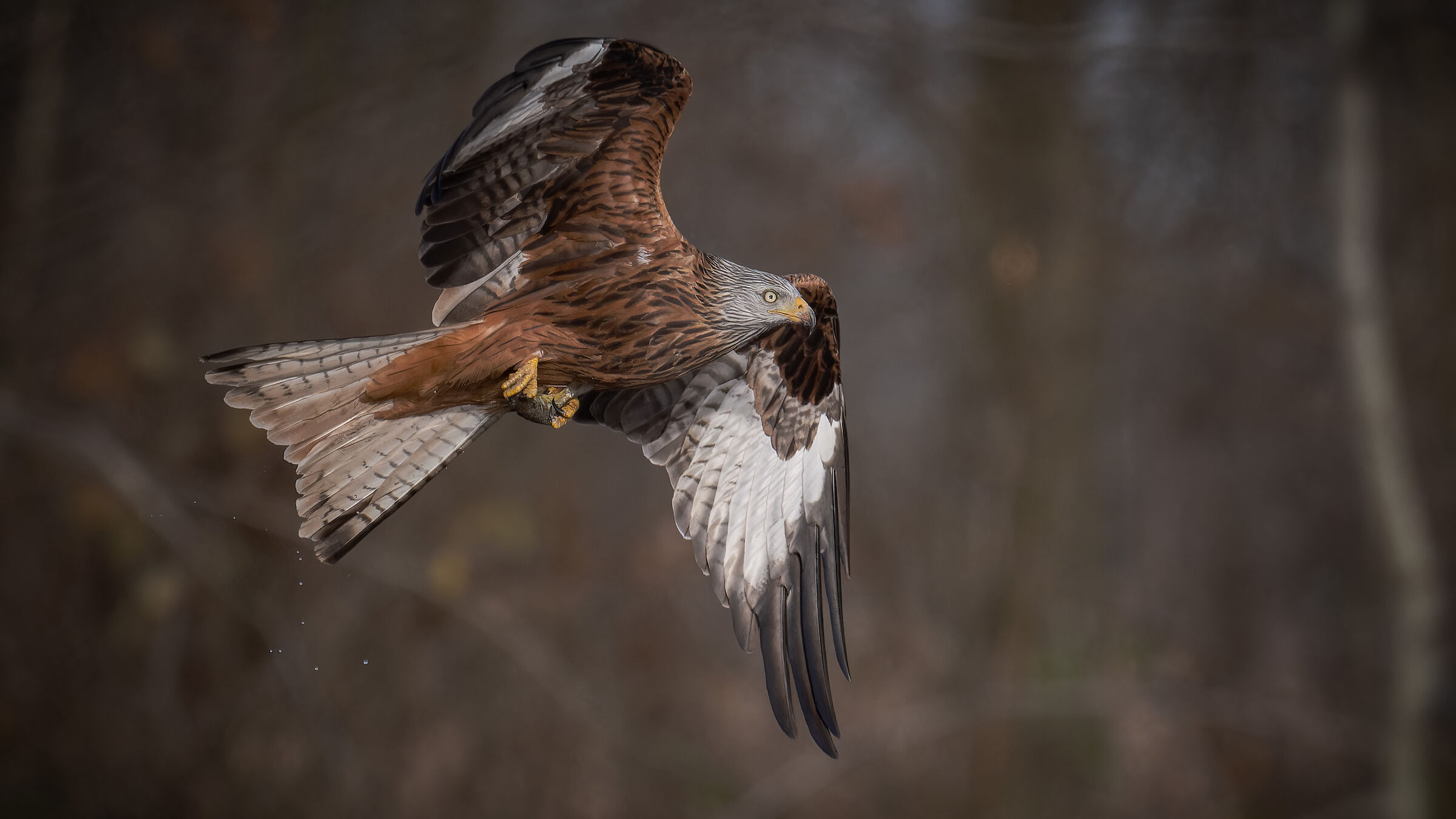 red kite