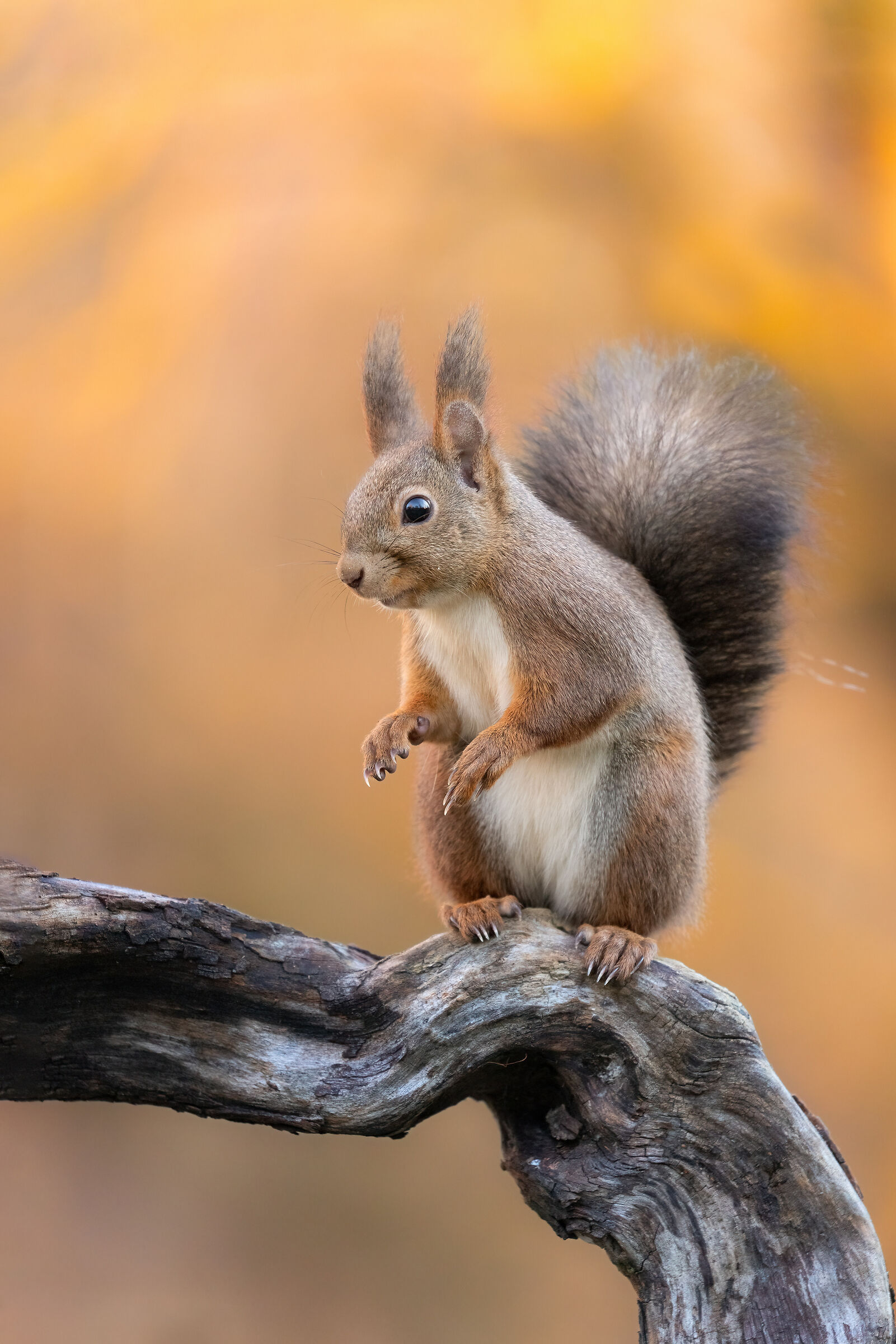 Common Squirrel