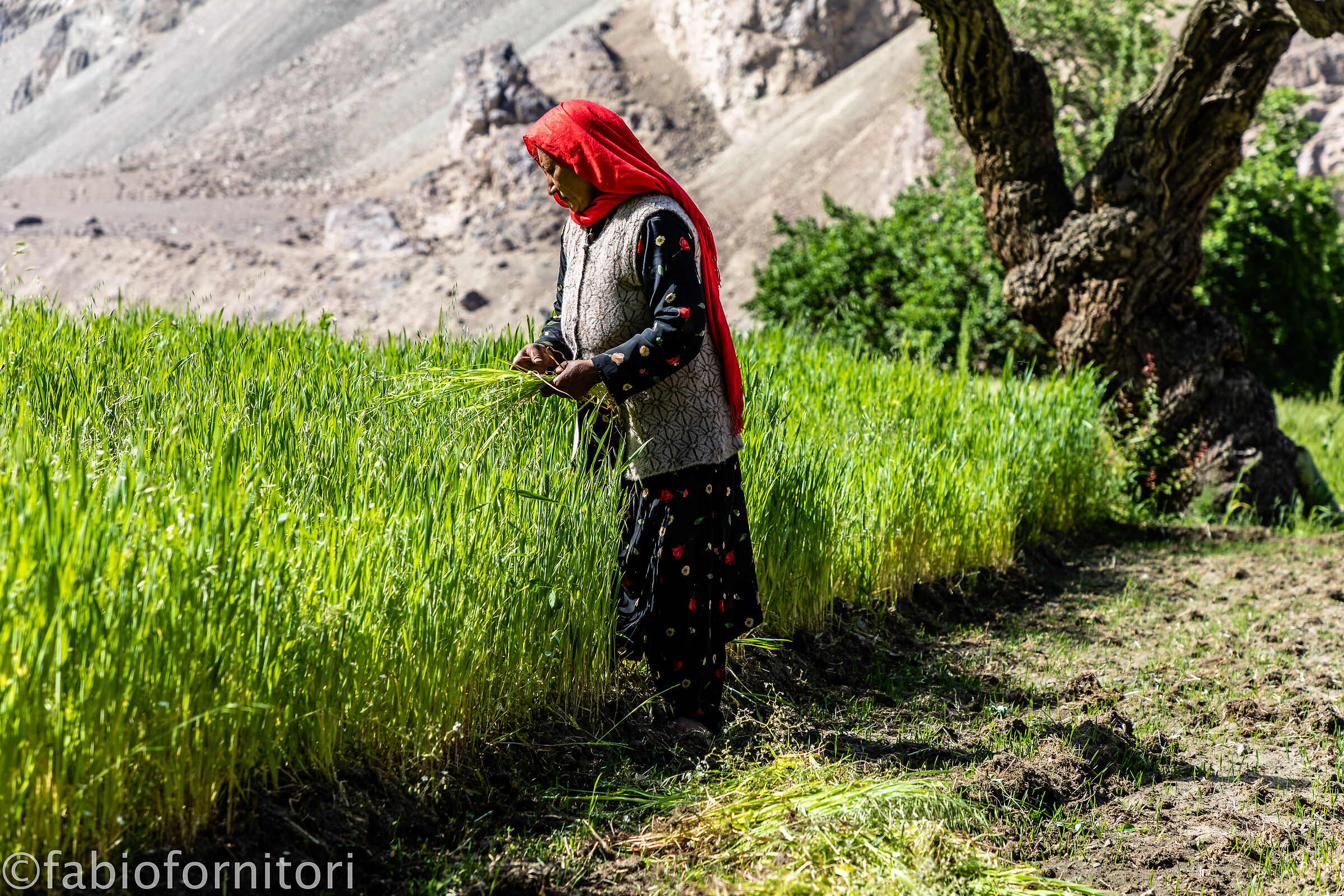 Nubra valley , Turtuk woman, Ladakh, India 2023