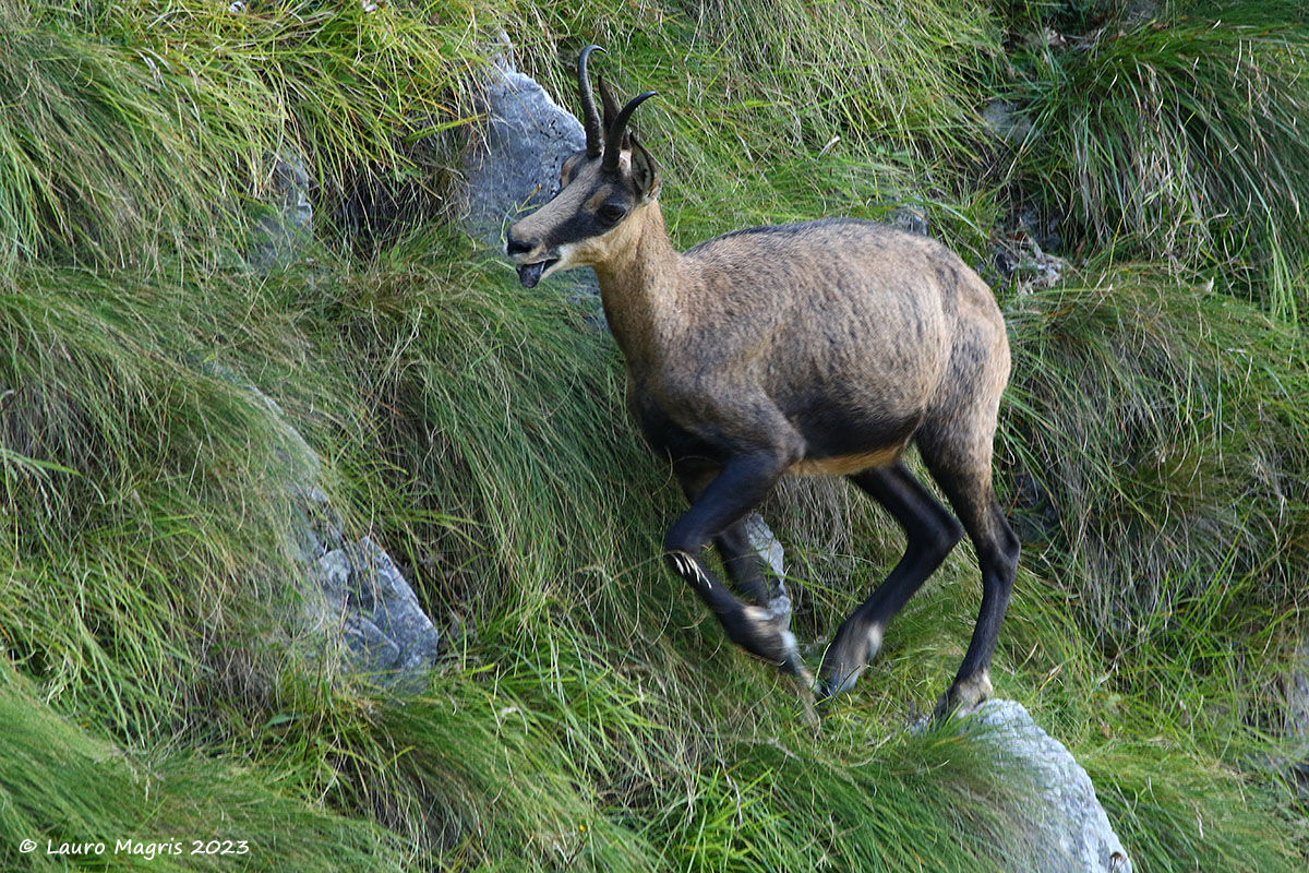 Still the last effort